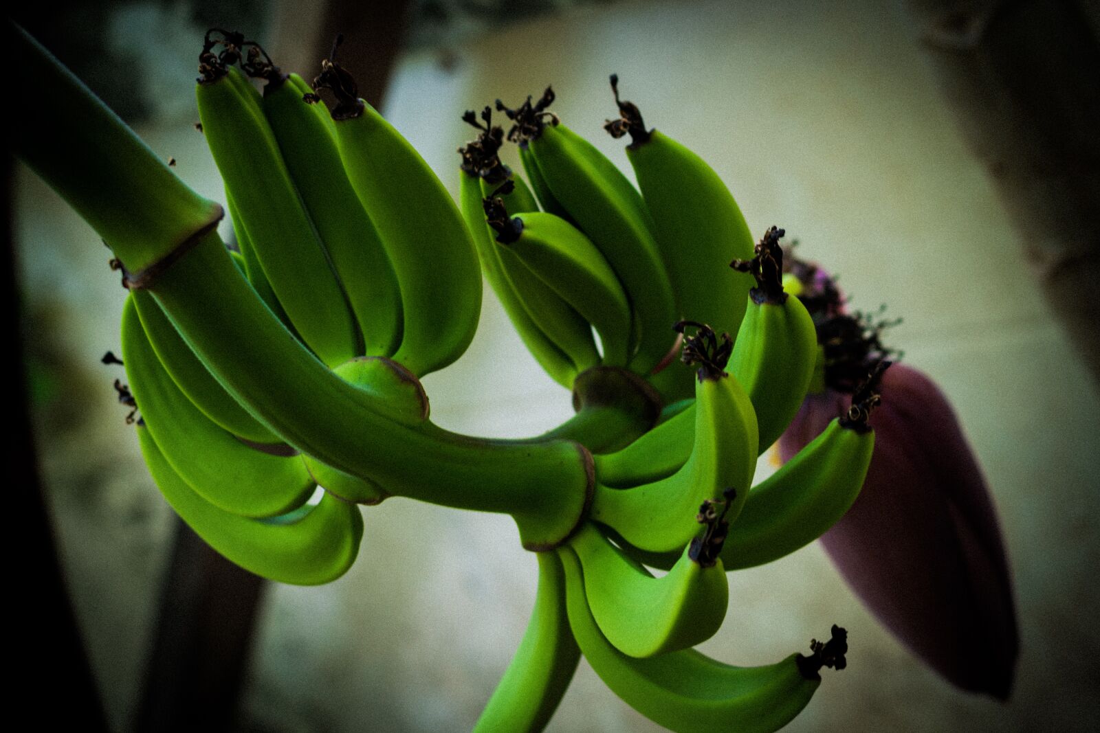 Canon EOS 700D (EOS Rebel T5i / EOS Kiss X7i) + Canon EF 50mm F1.8 STM sample photo. Fruit, bananas, food photography