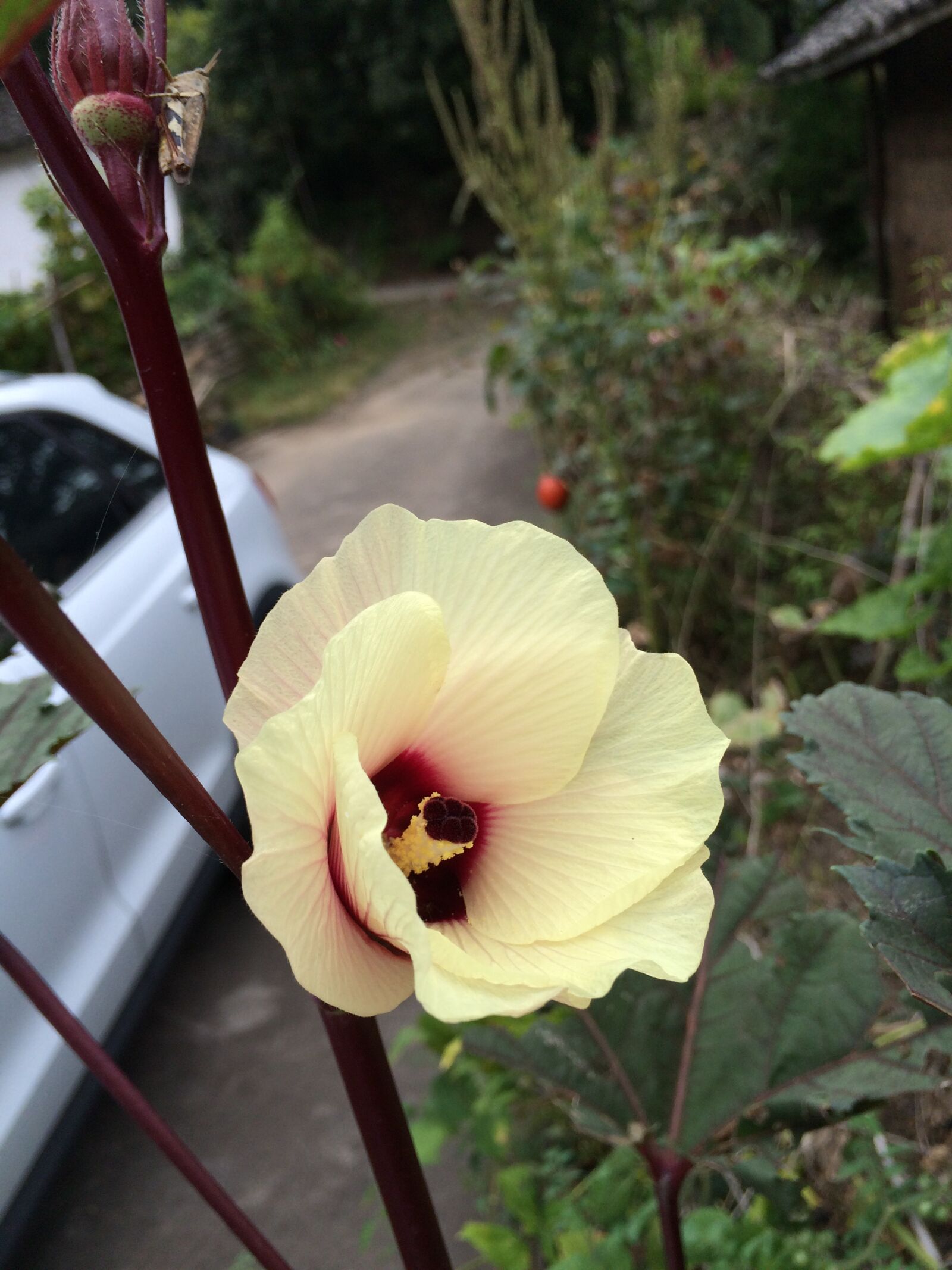 Apple iPhone 5s sample photo. Flower, car, lord photography