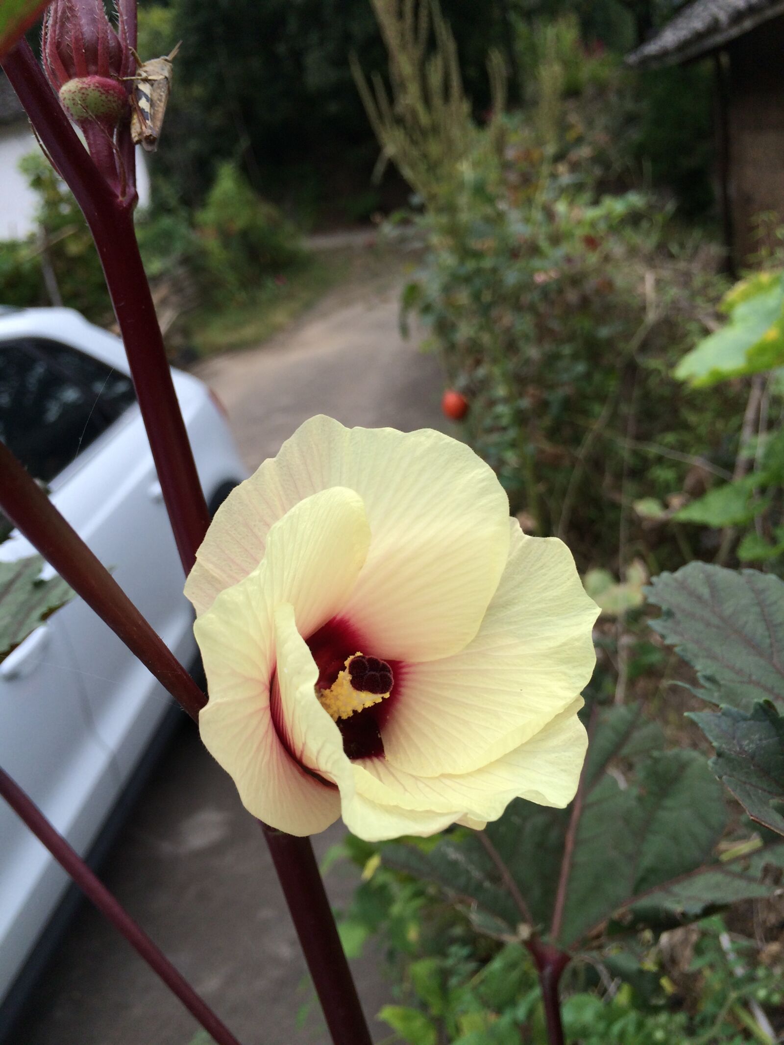 iPhone 5s back camera 4.15mm f/2.2 sample photo. Flower, car, lord photography