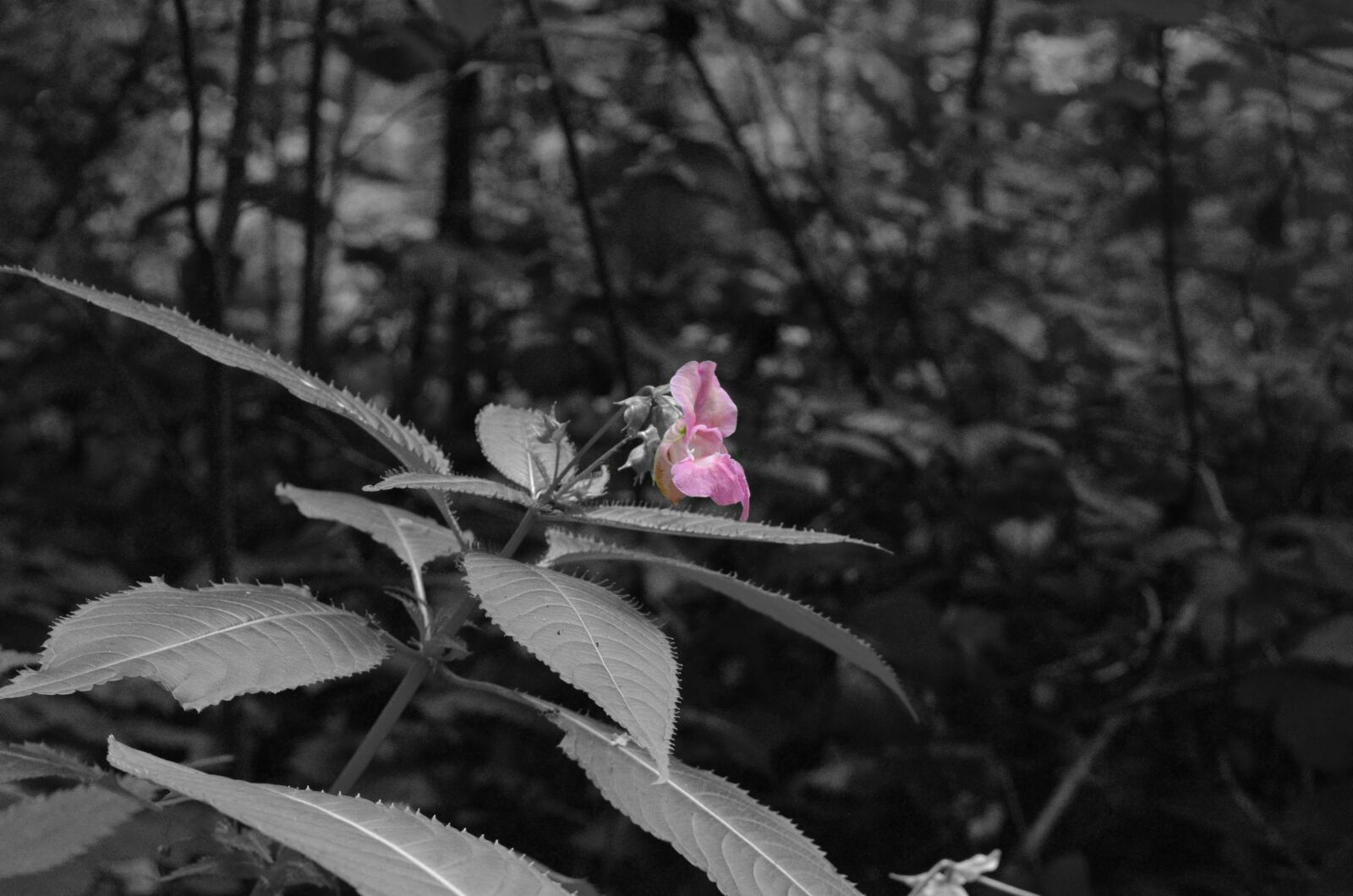 Nikon D5100 sample photo. Flowers, nature, blackandwhite photography
