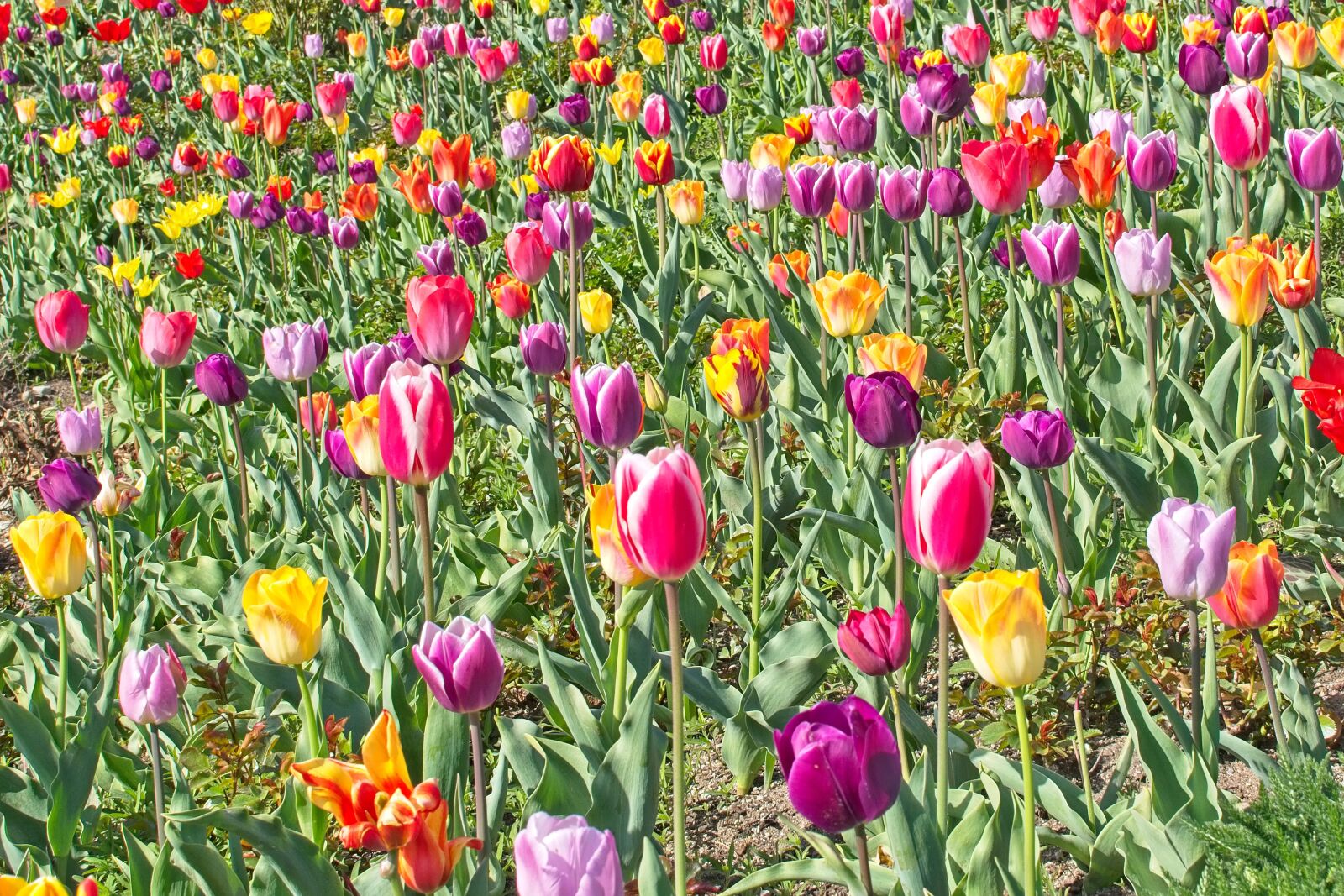 Nikon AF-S DX Nikkor 35mm F1.8G sample photo. Tulips, tulip field, spring photography