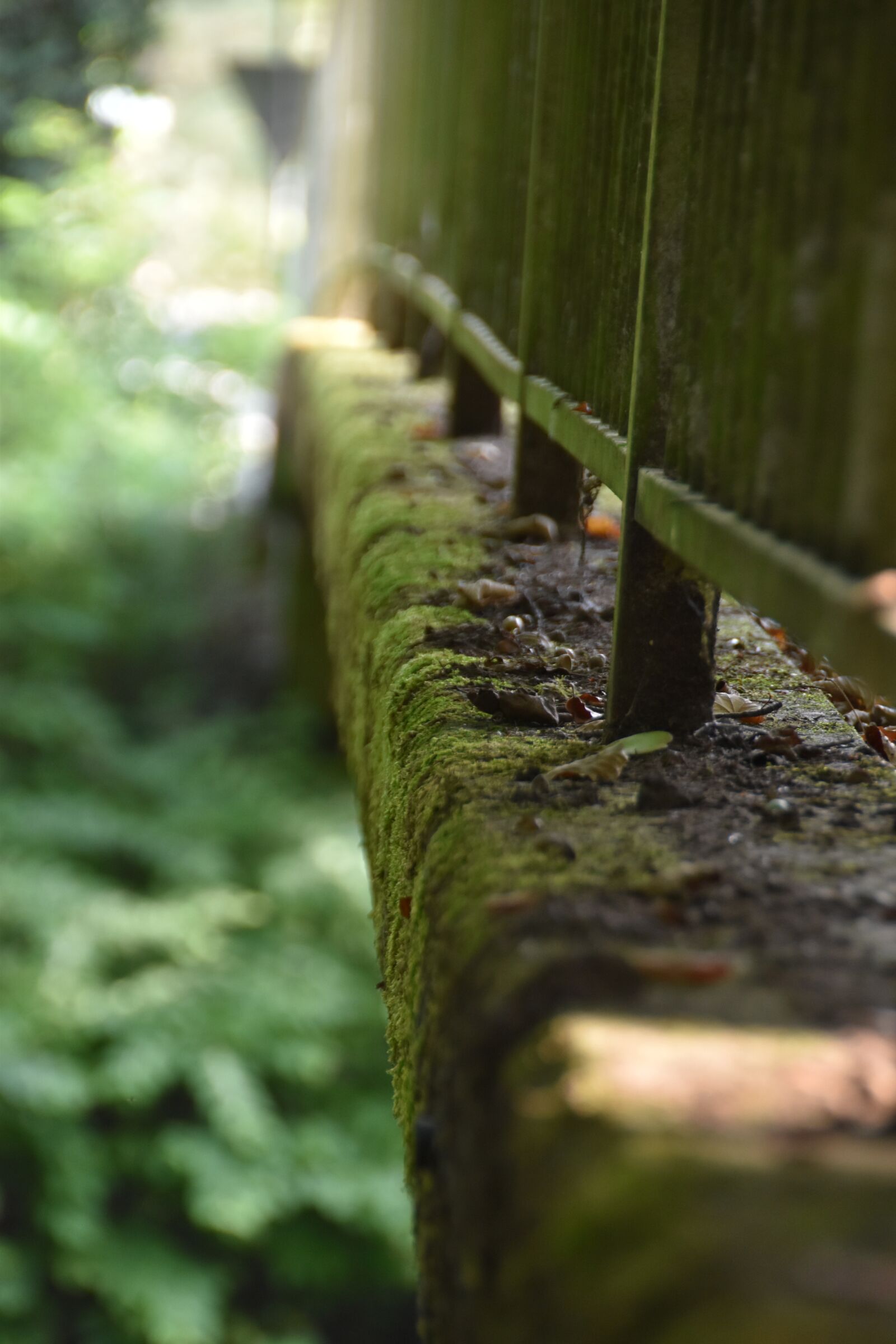 Nikon D5600 sample photo. Bridge, moss, nature photography