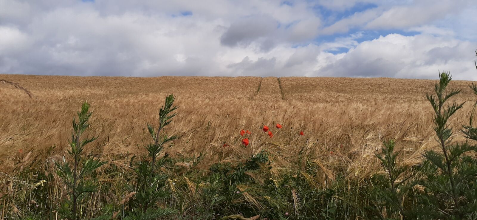 Samsung Galaxy A50 sample photo. Field, rye, gold photography