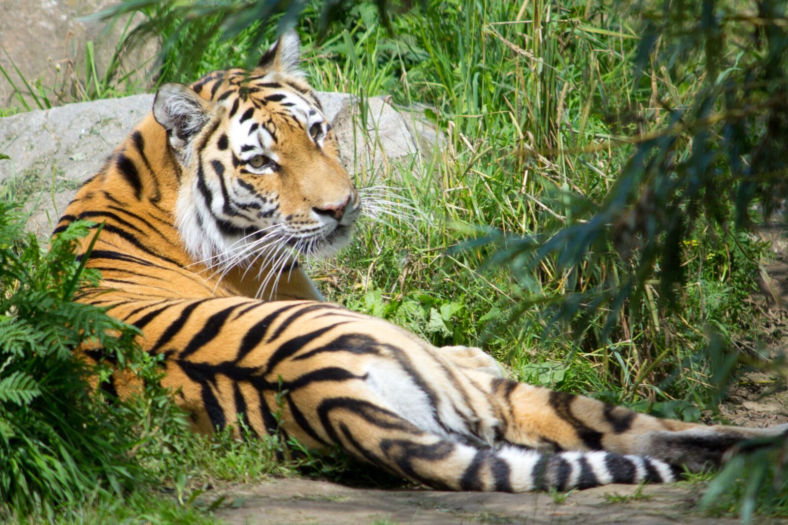Canon EF-S 55-250mm F4-5.6 IS sample photo. Tiger, animal, zoo photography