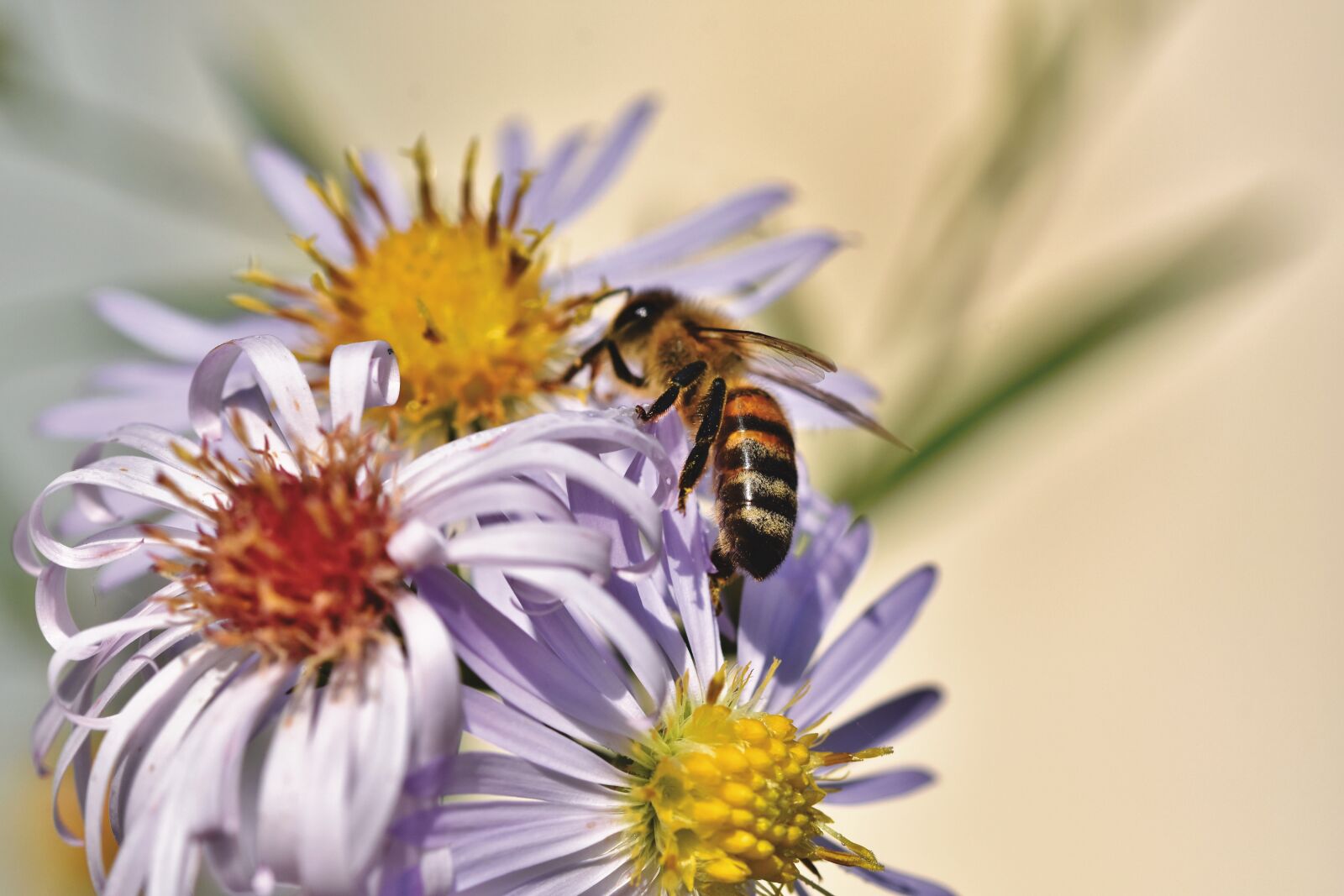 Nikon D7200 sample photo. Bee, honey bee, insect photography