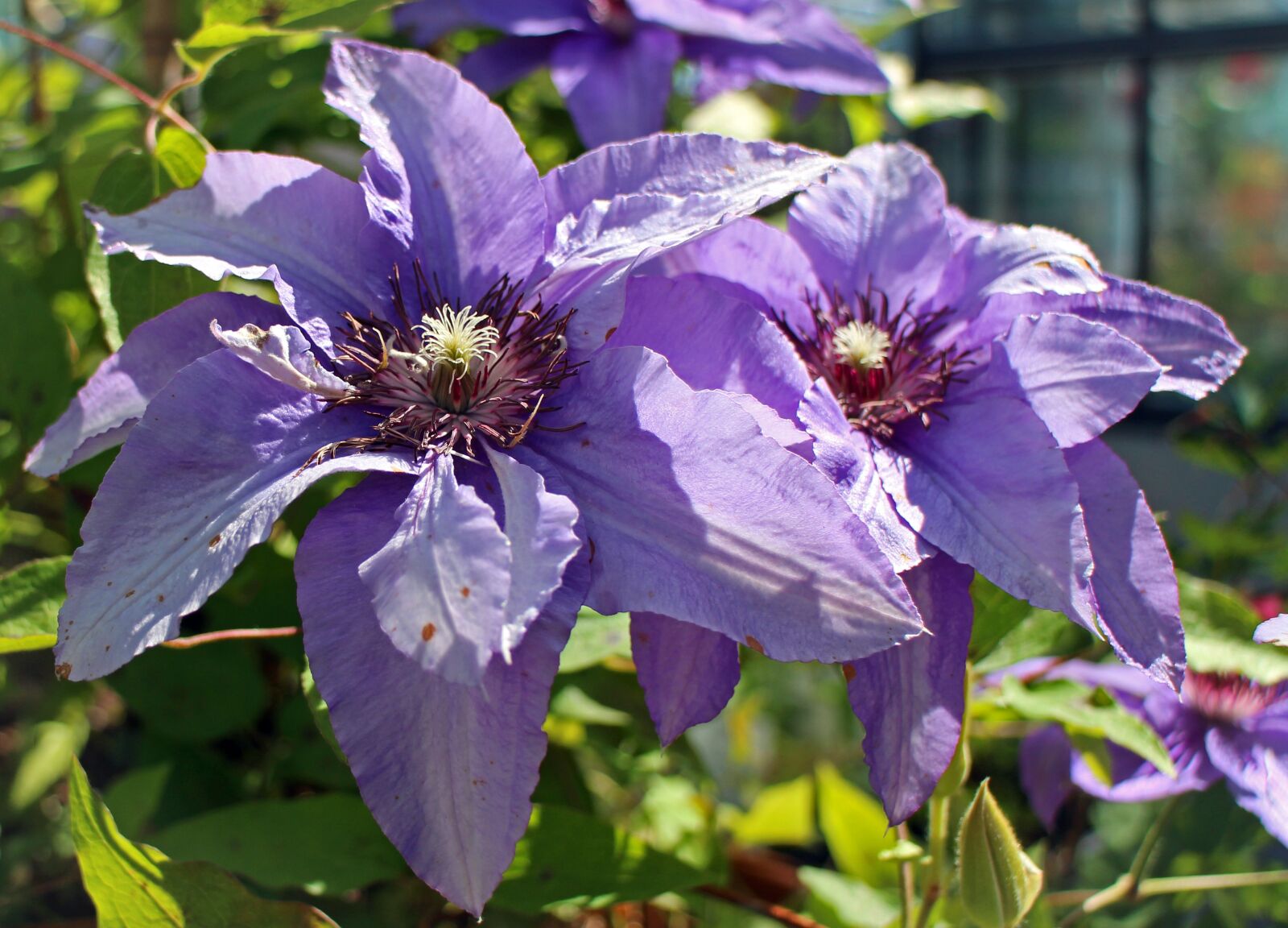Canon EOS M sample photo. Clematis, purple, light purple photography