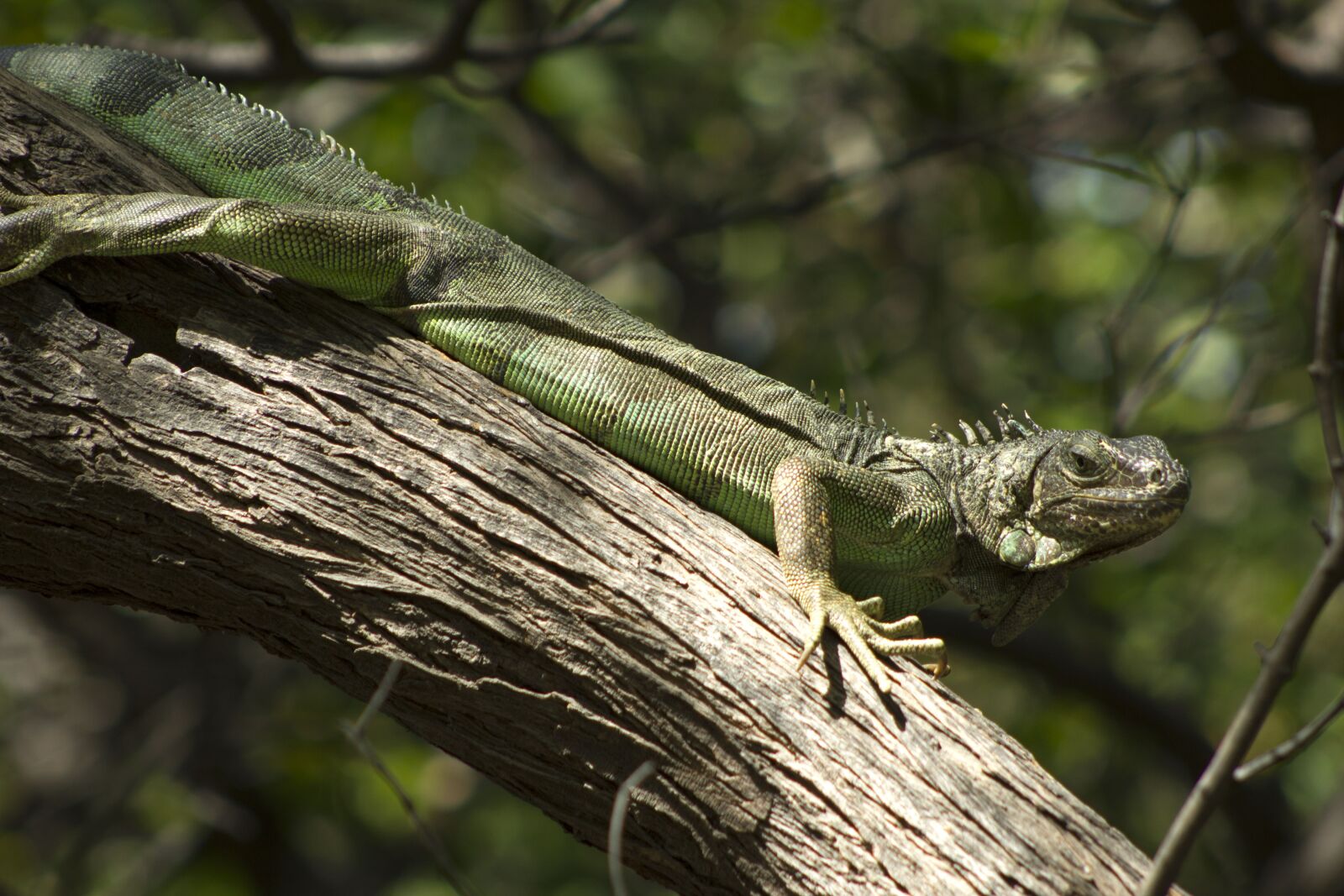 Canon EOS 550D (EOS Rebel T2i / EOS Kiss X4) + Canon EF 75-300mm f/4-5.6 sample photo. Iguana, colombia, nature photography