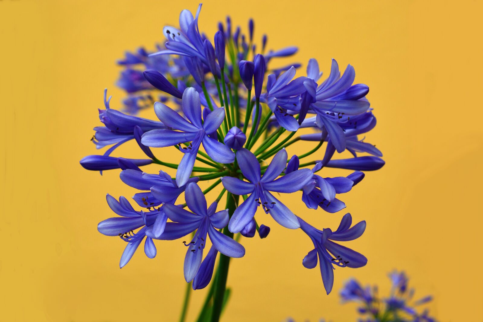 Nikon D5200 sample photo. Flower, blossom, bloom photography