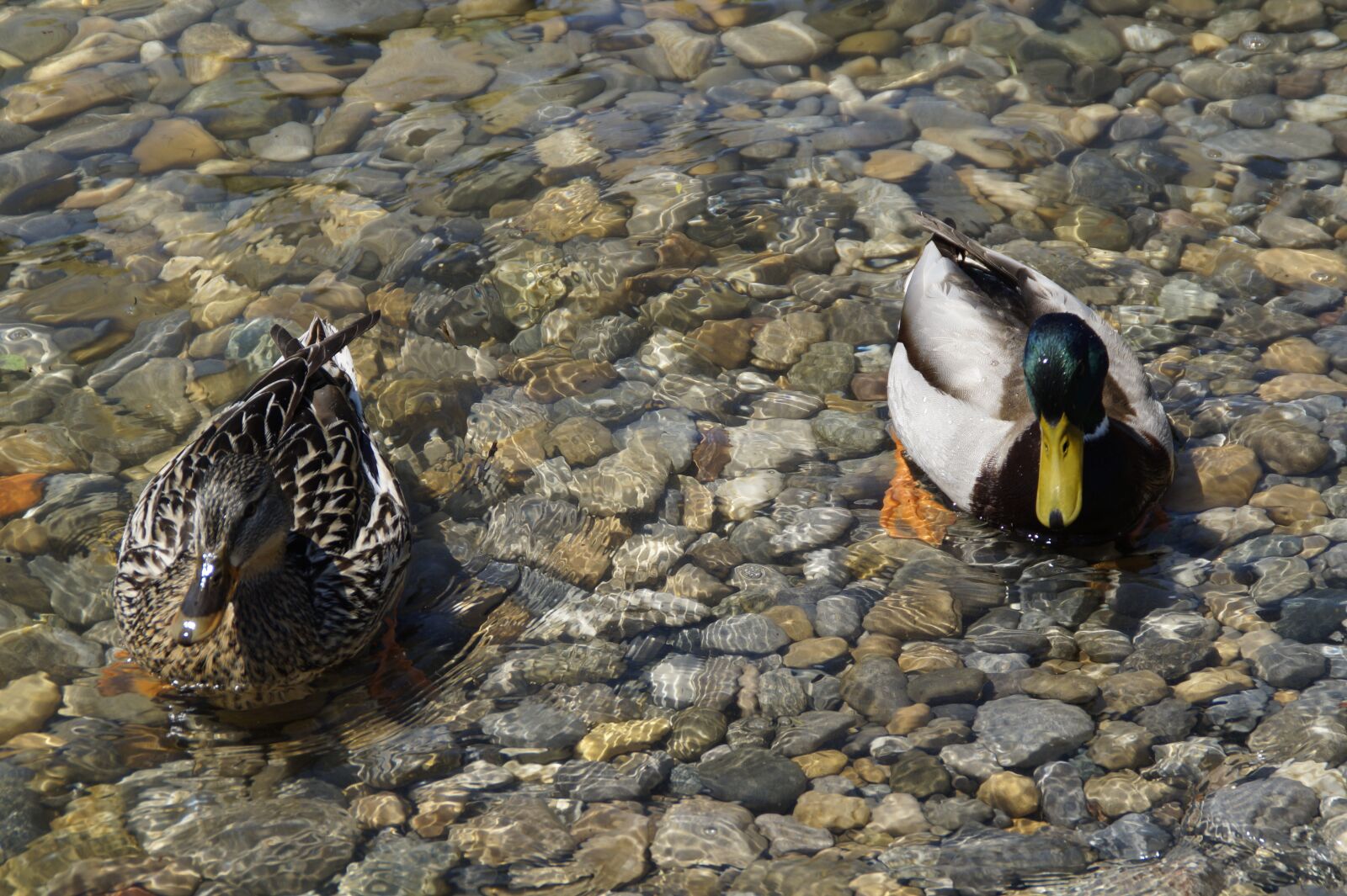 Sony SLT-A58 sample photo. Ducks, mallards, birds photography