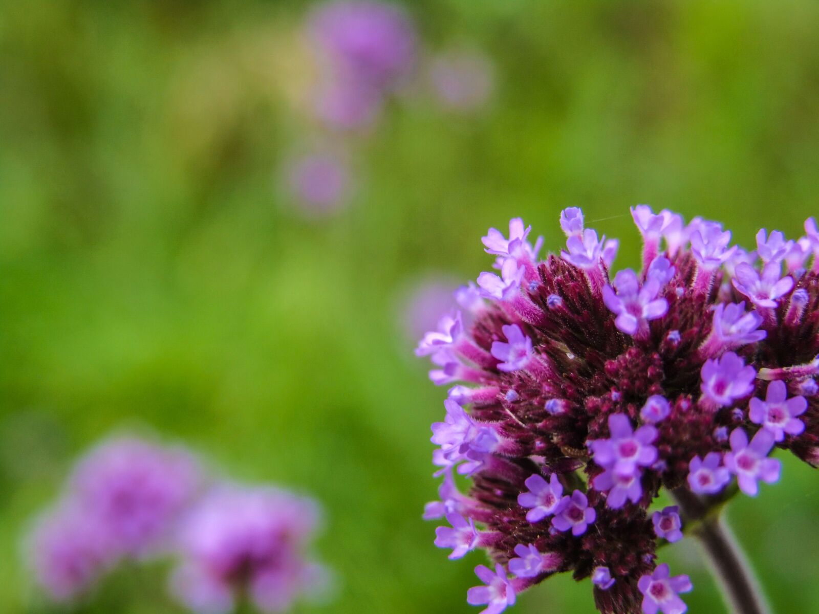 Fujifilm FinePix S9500 sample photo. Purple, wildflower, nature photography