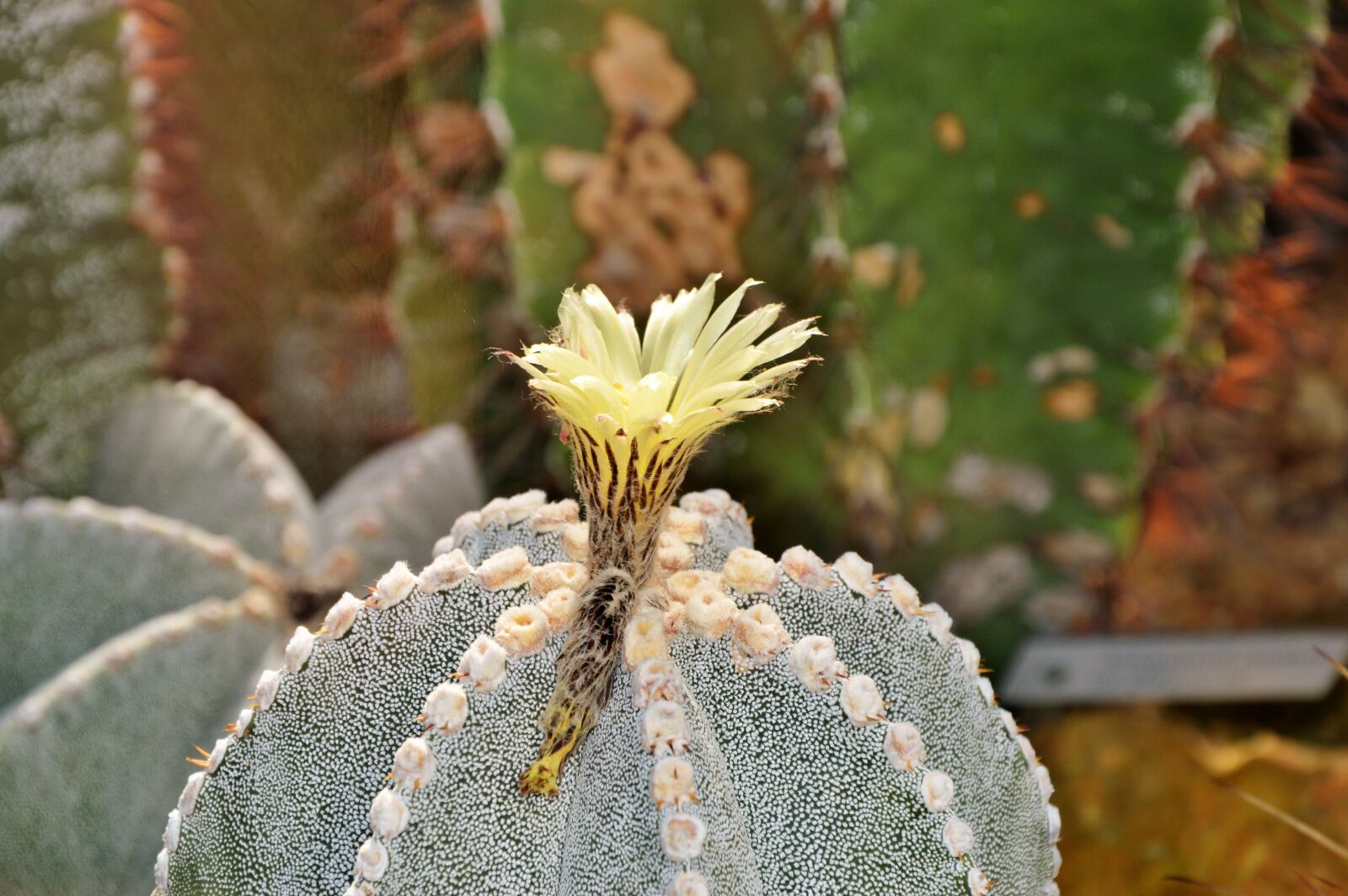 Nikon D3200 sample photo. Cactus, spur, blossom photography