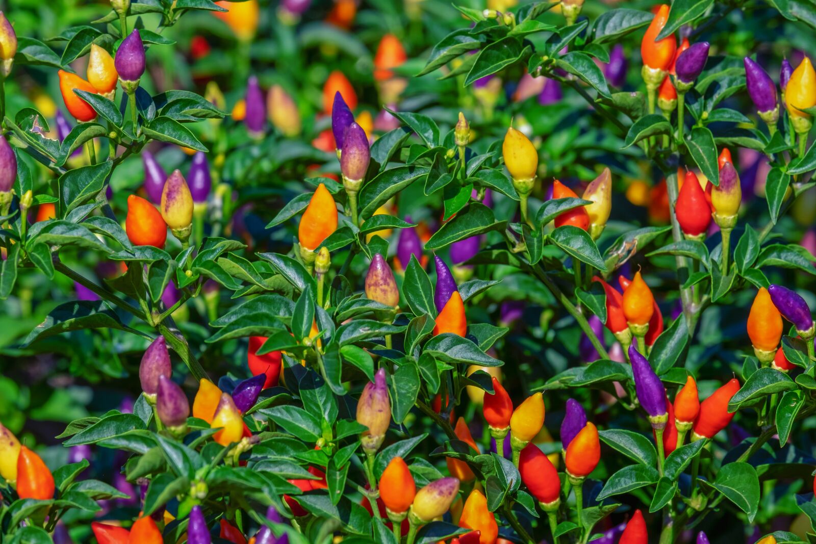 Fujifilm XF 55-200mm F3.5-4.8 R LM OIS sample photo. Paprika, pods, colorful photography