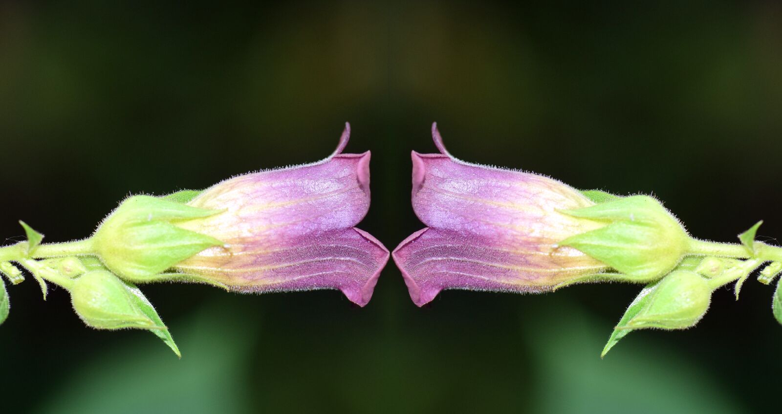 Nikon D3300 sample photo. Belladonna, nature, toxic photography