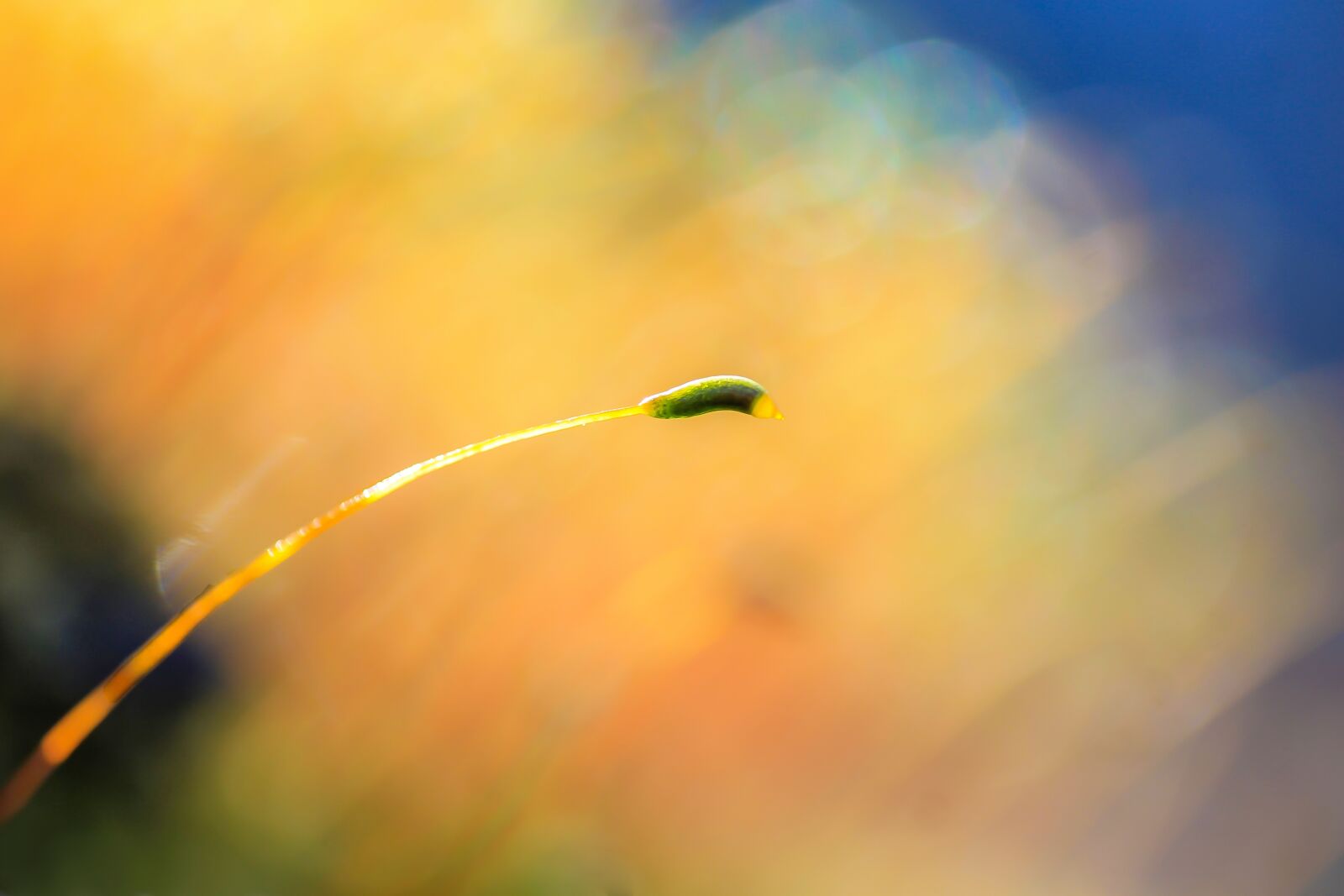 Canon EF-S 60mm F2.8 Macro USM sample photo. Moss, nature, colors photography