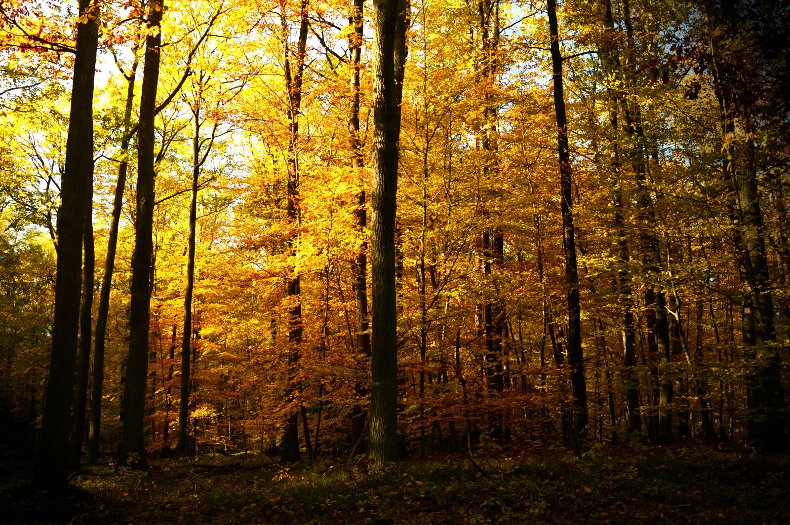 Nikon D3200 sample photo. Forest, deciduous forest, trees photography
