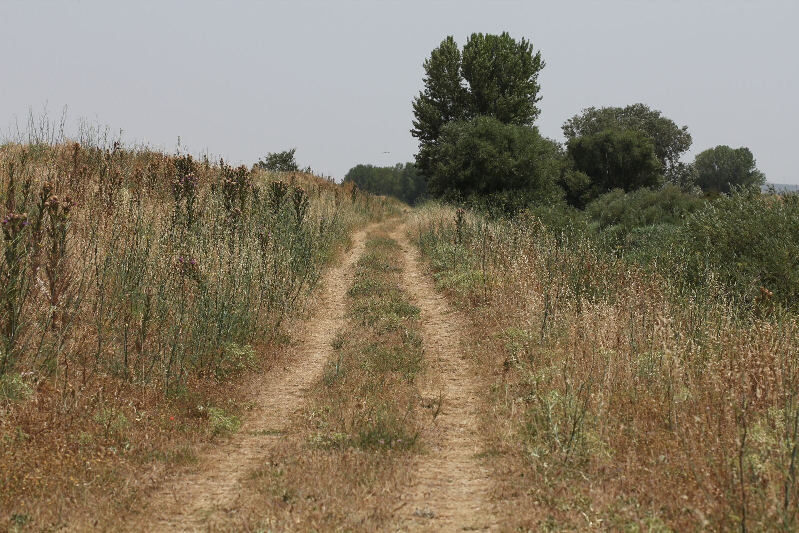 Canon EOS 60D + Canon EF 100mm F2.8 Macro USM sample photo. Path, landscape, nature photography