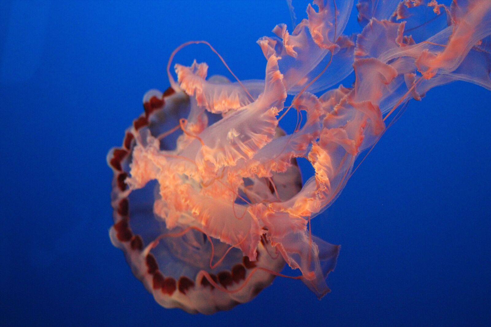 Canon EF 75-300mm f/4-5.6 USM sample photo. Aquarium, underwater, sea photography