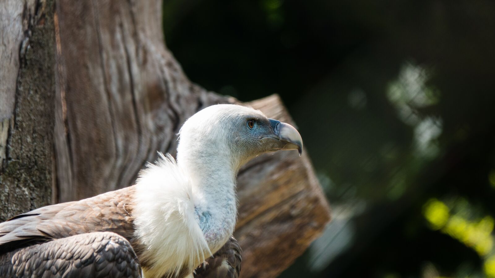 Sony Cyber-shot DSC-RX10 IV sample photo. Vulture, zoo, zoo photography photography