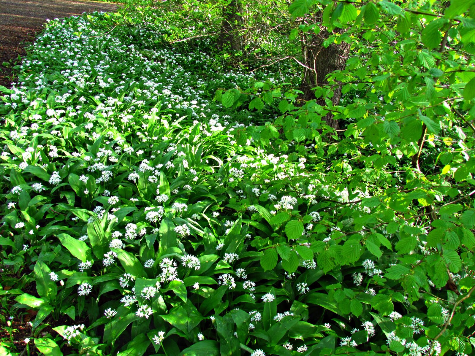 Canon PowerShot SX30 IS sample photo. Flowers, forest, summer photography