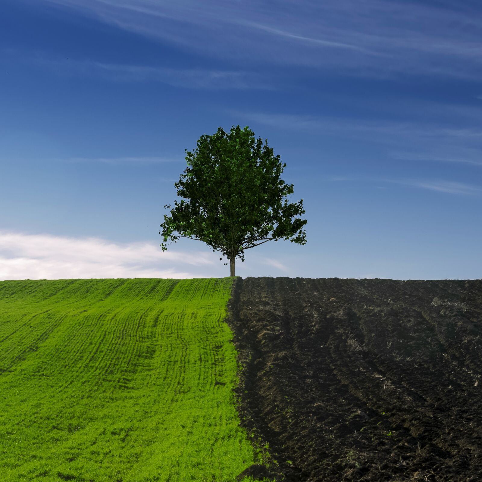 Nikon D7000 sample photo. Tree, field, landscape photography