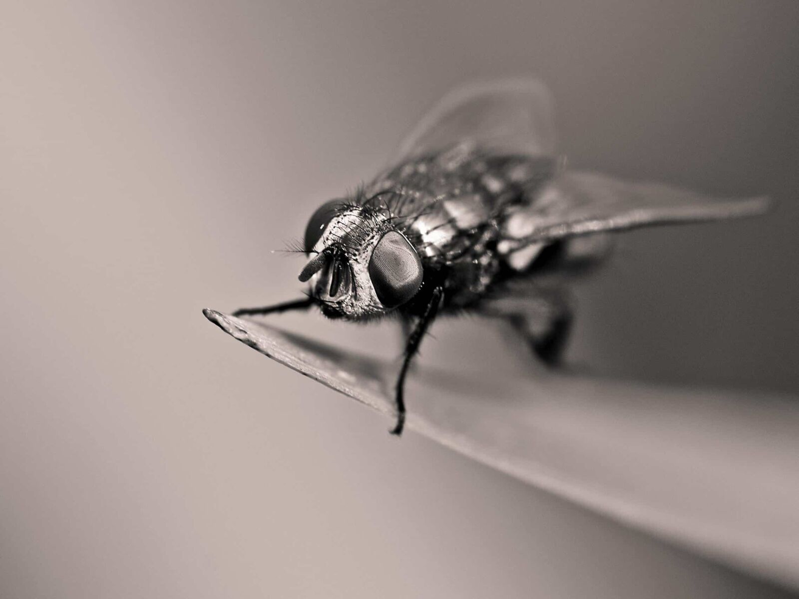 Nikon D300 sample photo. Monochrome, macro, insect, wildlife photography