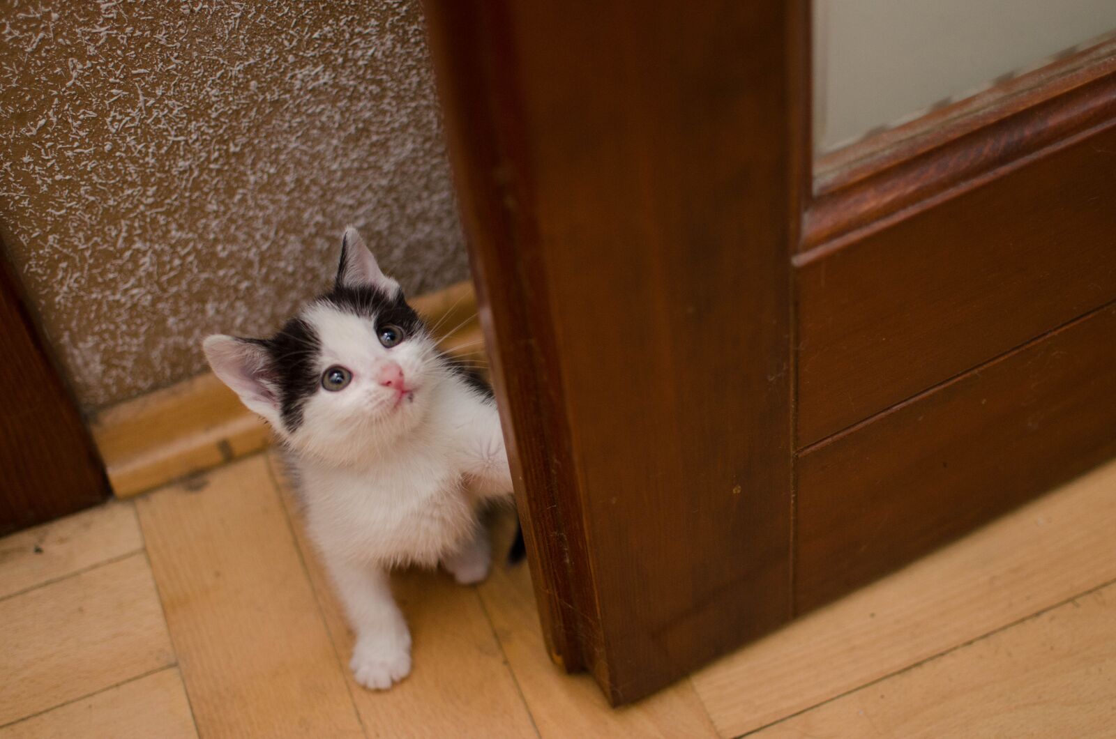 Nikon D7000 sample photo. Cat, domestic cat, dachowiec photography