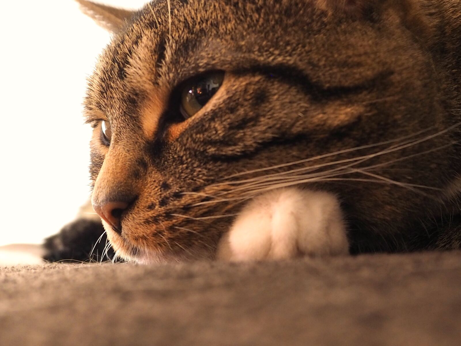 Olympus OM-D E-M10 sample photo. Cat, mackerel, grey tabby photography