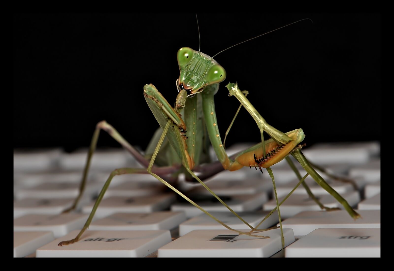 Nikon D700 sample photo. Sphodromantis lineola, praying mantis photography