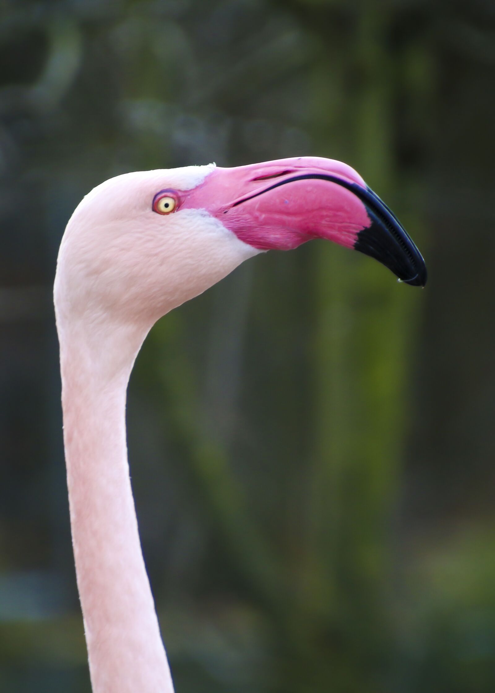 Canon EOS 70D sample photo. Flamingo, head, long jibe photography