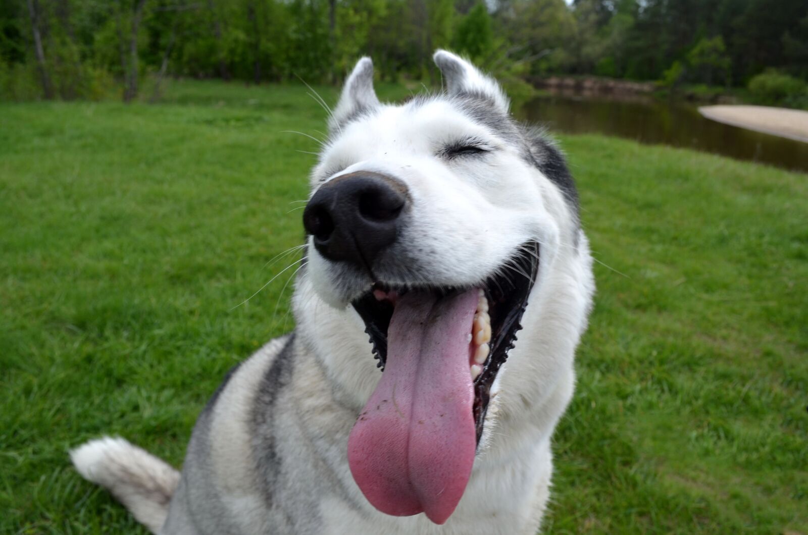 Nikon D5100 sample photo. Dog, husky, siberian photography
