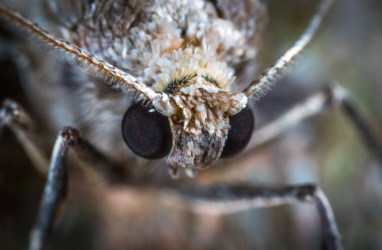 #124 65/2.8 sample photo. Macro, moth, insect photography