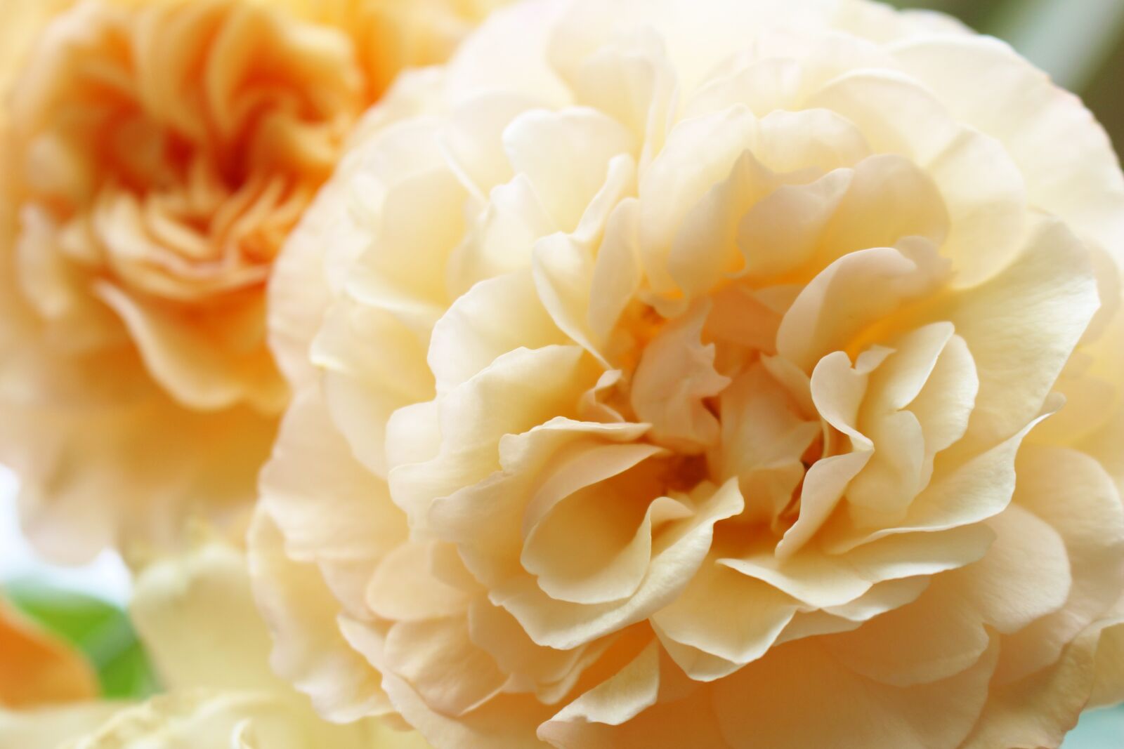 Canon EOS 700D (EOS Rebel T5i / EOS Kiss X7i) sample photo. Apricot, rose, flower photography