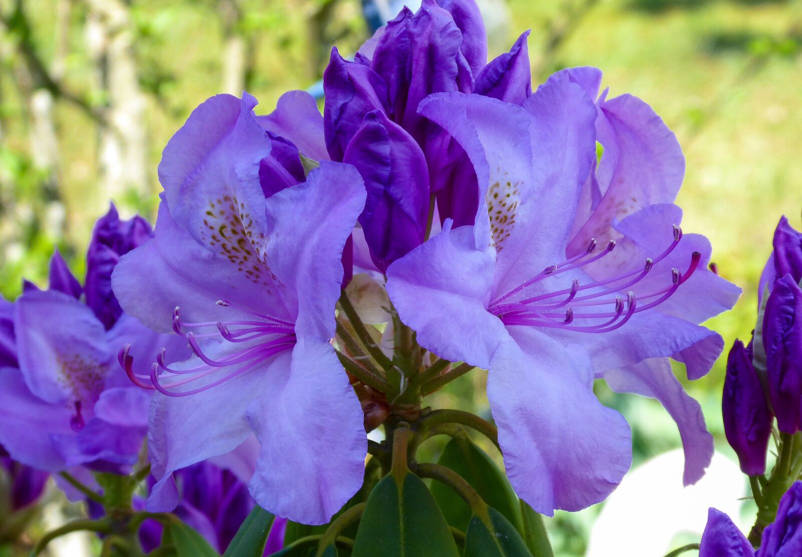Panasonic DMC-TZ71 sample photo. Nature, garden, flower photography