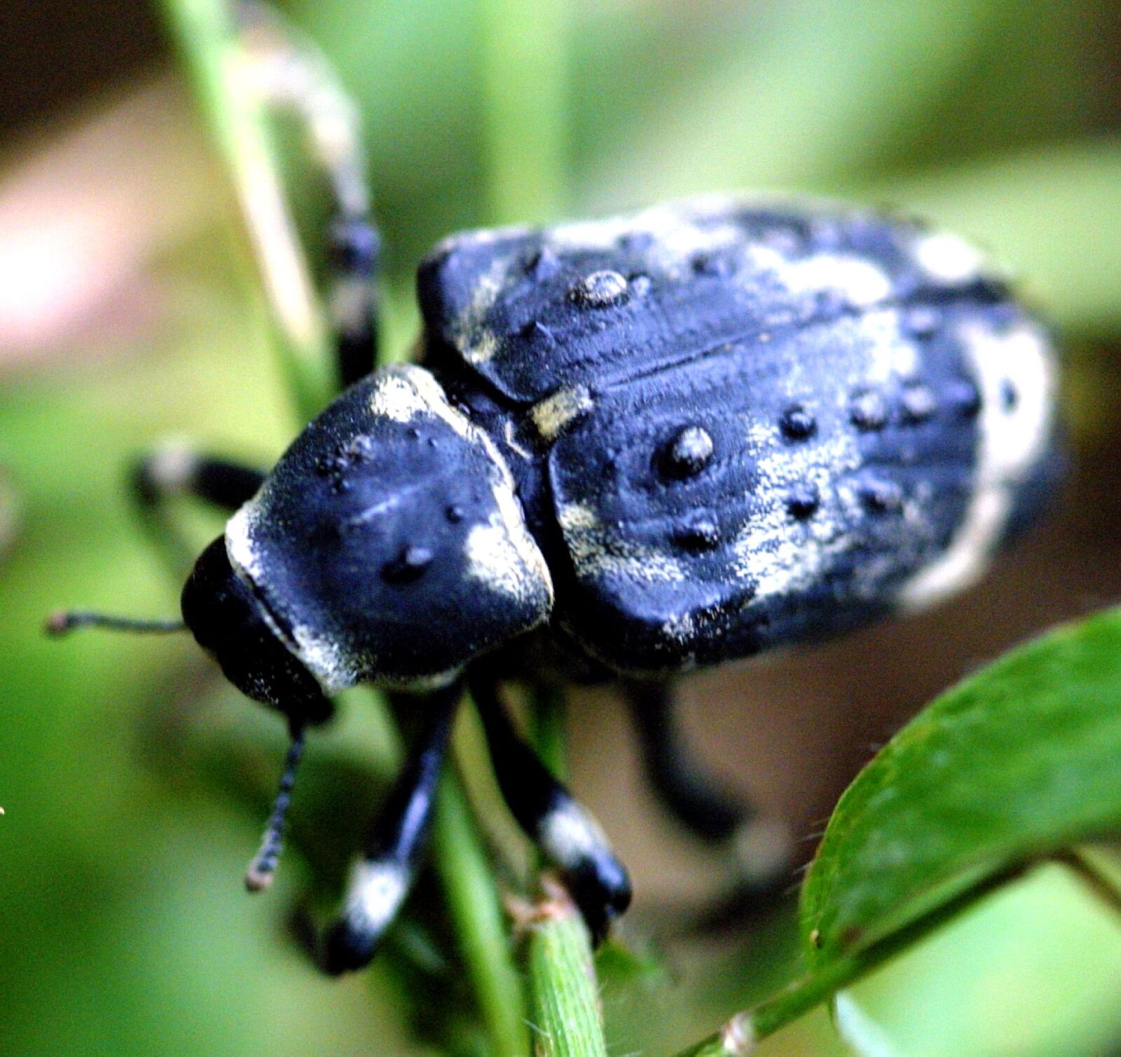 Canon EOS D30 sample photo. Beetle, tropics, management, natural photography