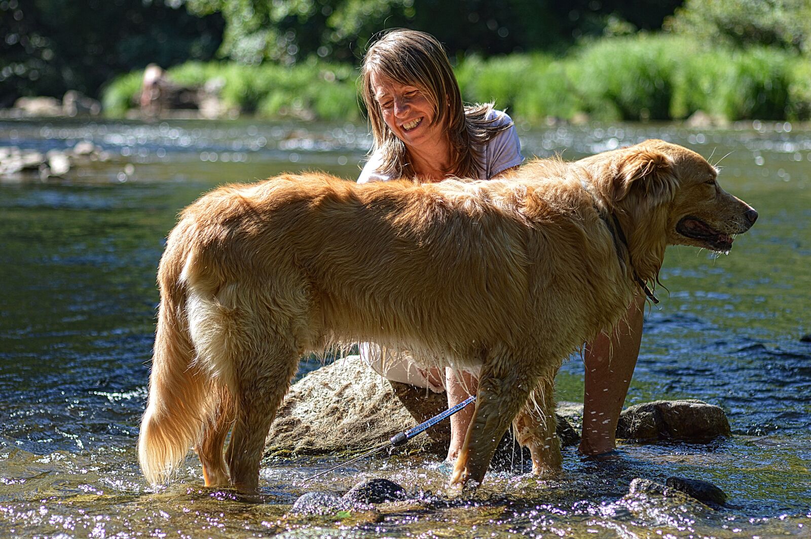 Nikon D3200 sample photo. Dog, golden retriever, animal photography
