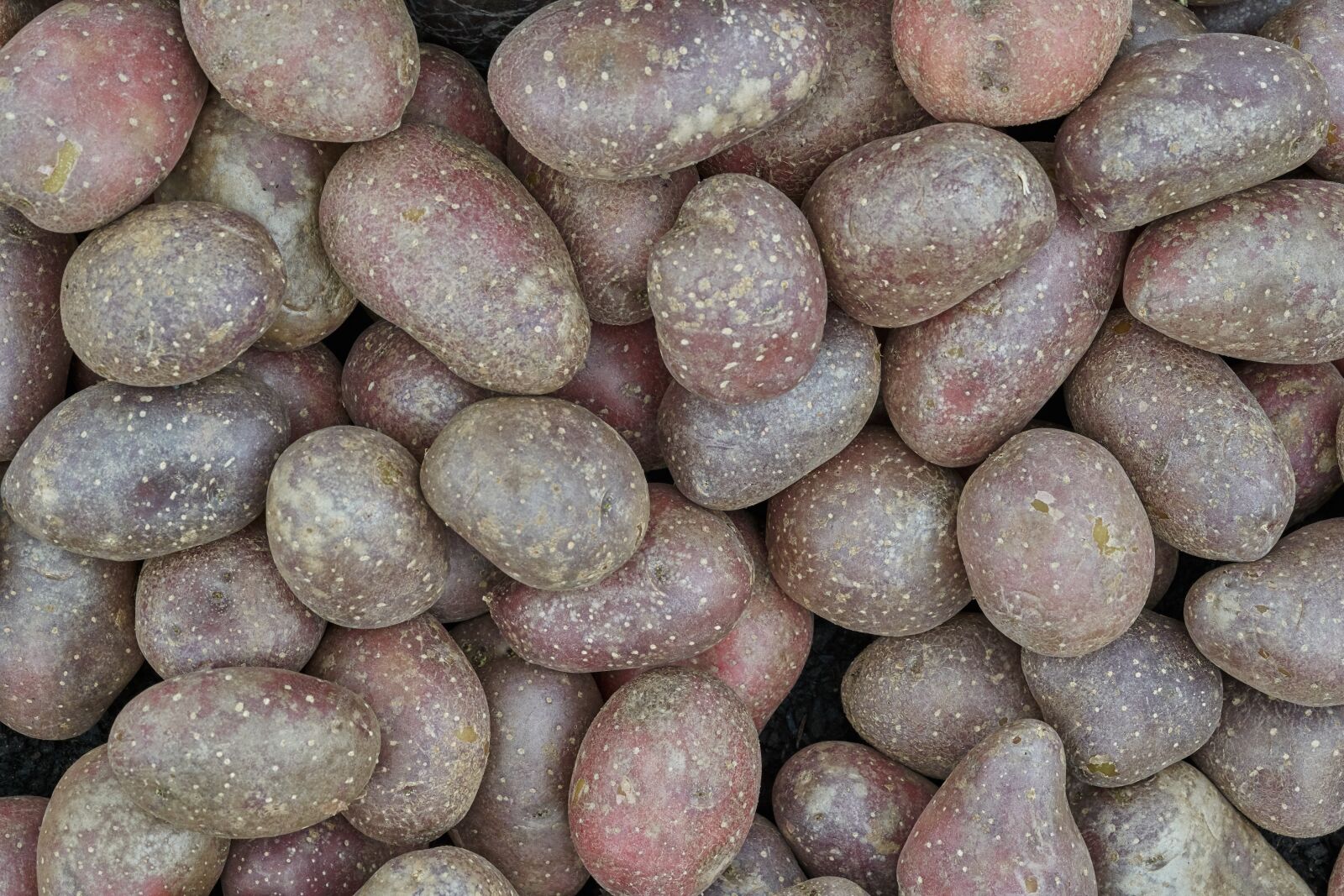 Sony FE 90mm F2.8 Macro G OSS sample photo. Potato, harvest, eat photography