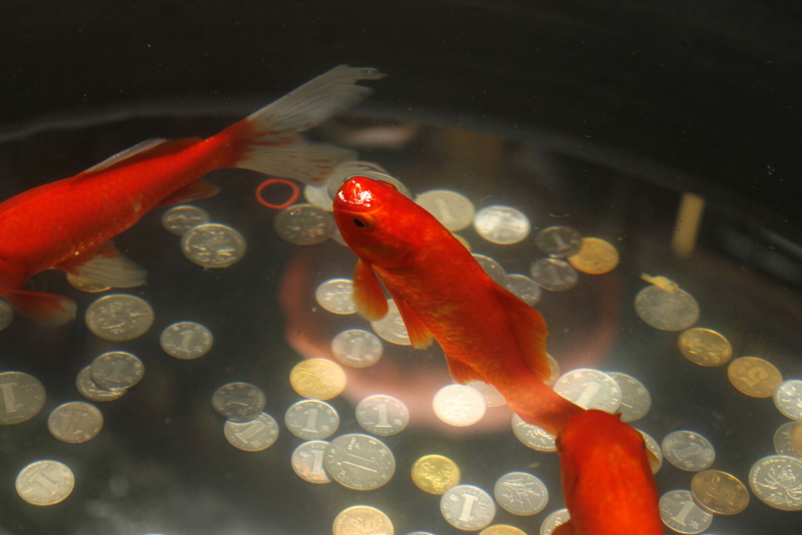 Canon EOS 1100D (EOS Rebel T3 / EOS Kiss X50) sample photo. Fish, under water, nature photography