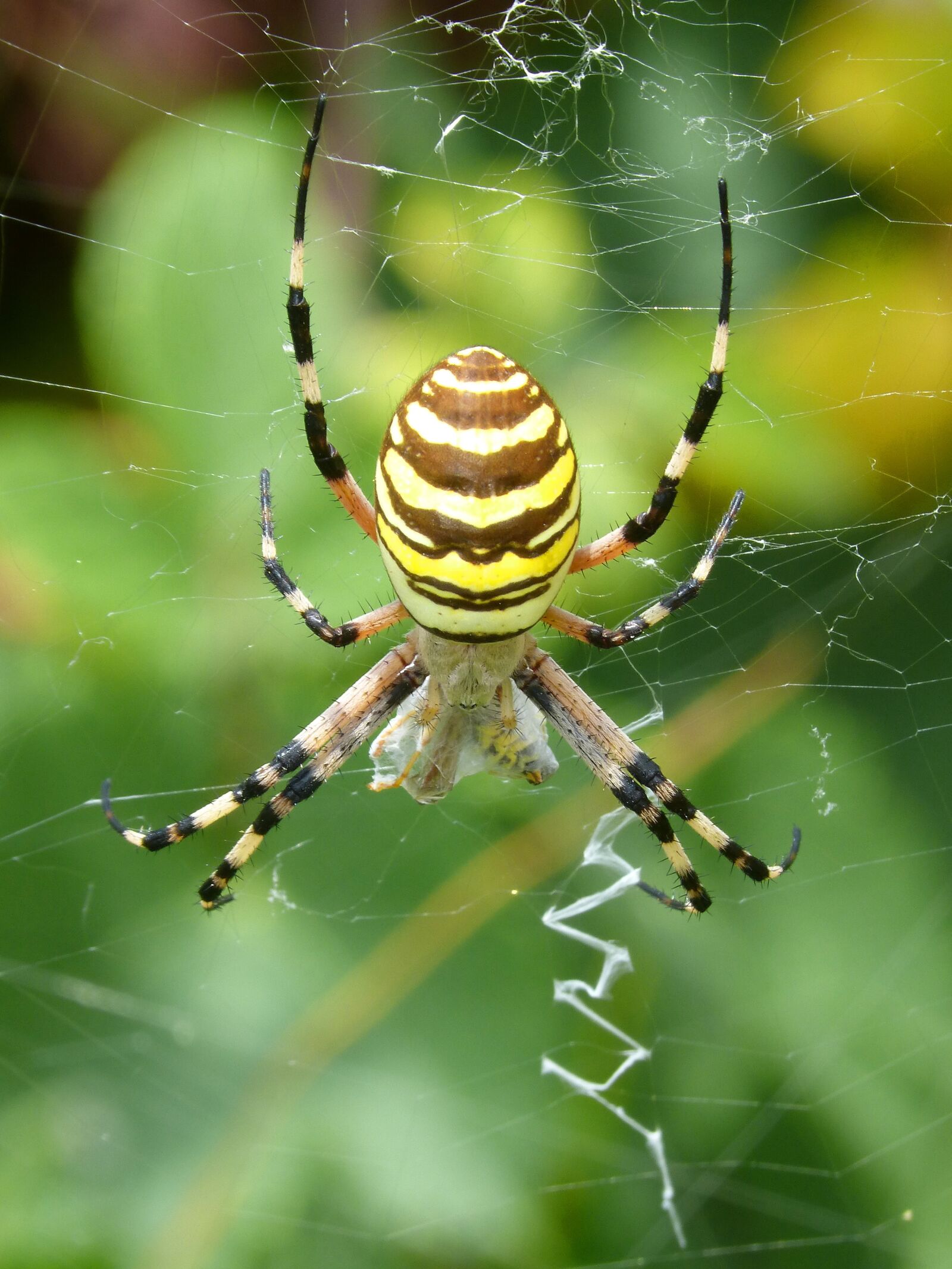 Panasonic DMC-FZ62 sample photo. Spider tiger, wasp spider photography