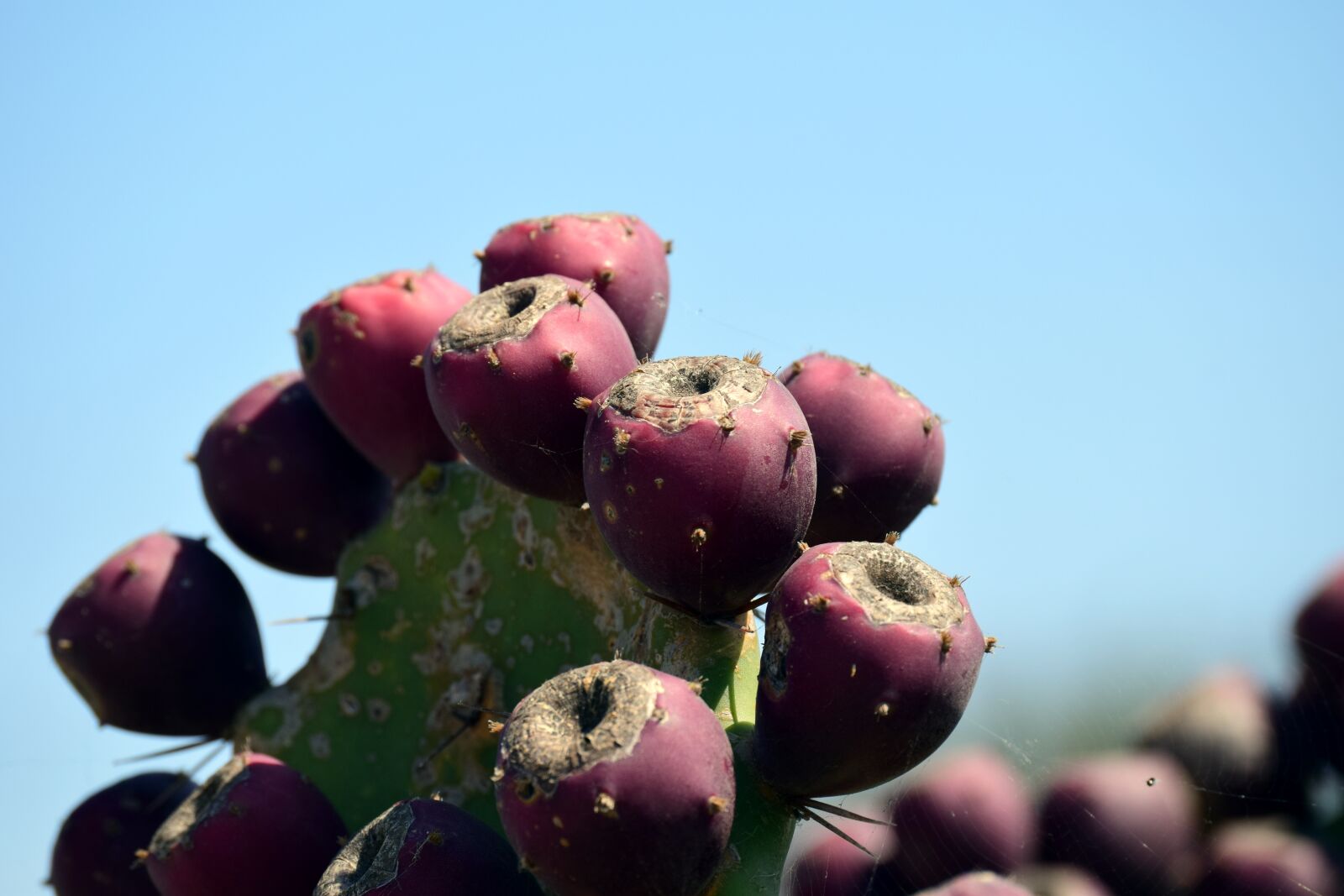 Nikon D3300 sample photo. Cactus, green, plant photography