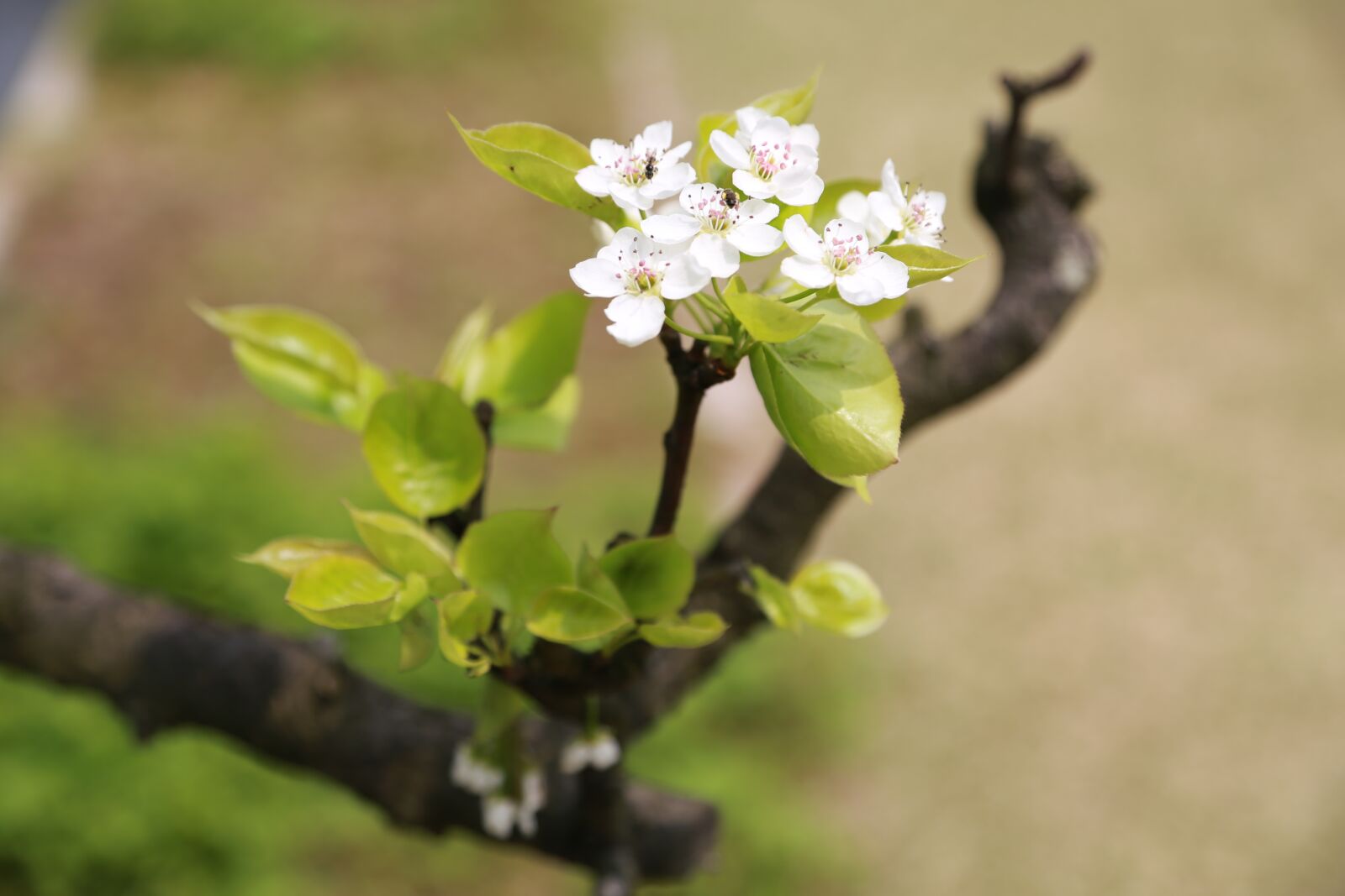 Canon EOS 6D + Canon EF 24-105mm F4L IS USM sample photo. Nature, leaf, plum photography