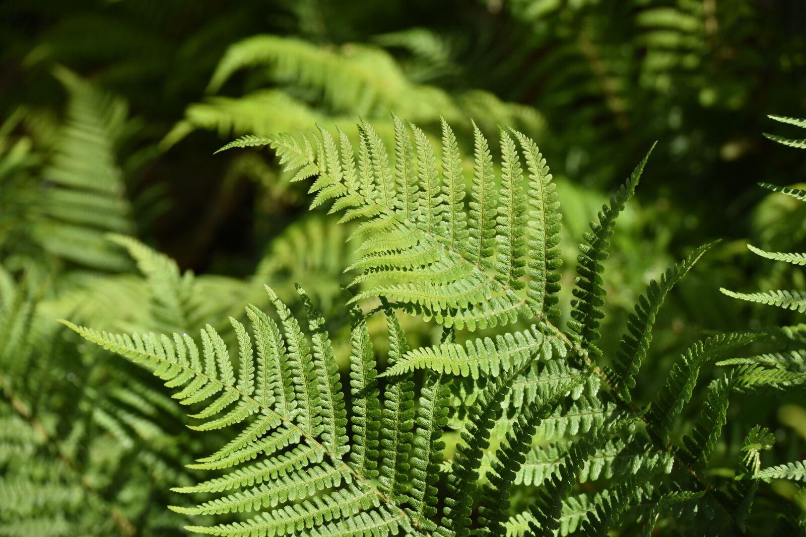 Nikon D5600 sample photo. Plant fern, fern, under photography