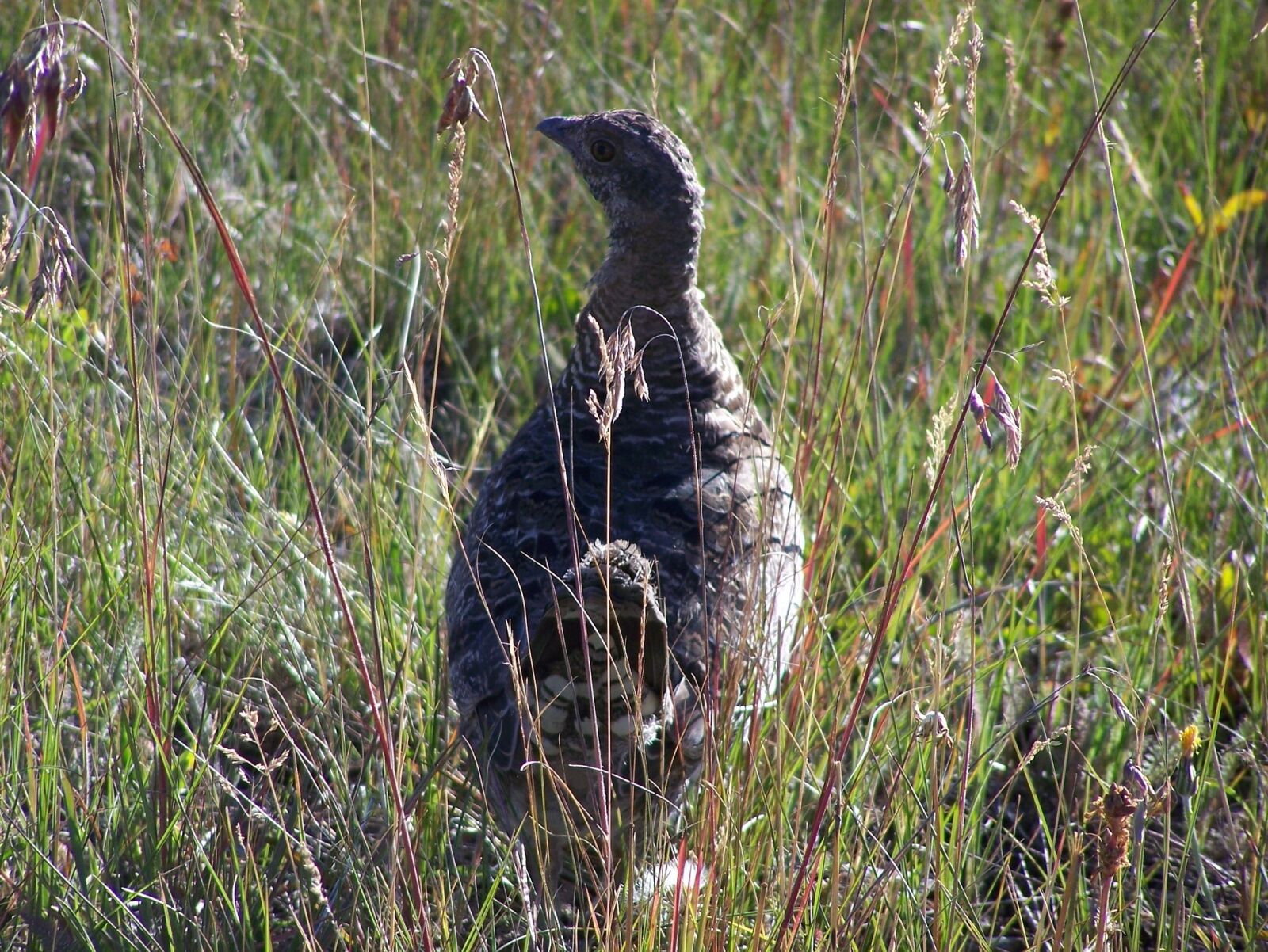 Kodak Z650 ZOOM DIGITAL CAMERA sample photo. Grouse, prairie chicken, bird photography