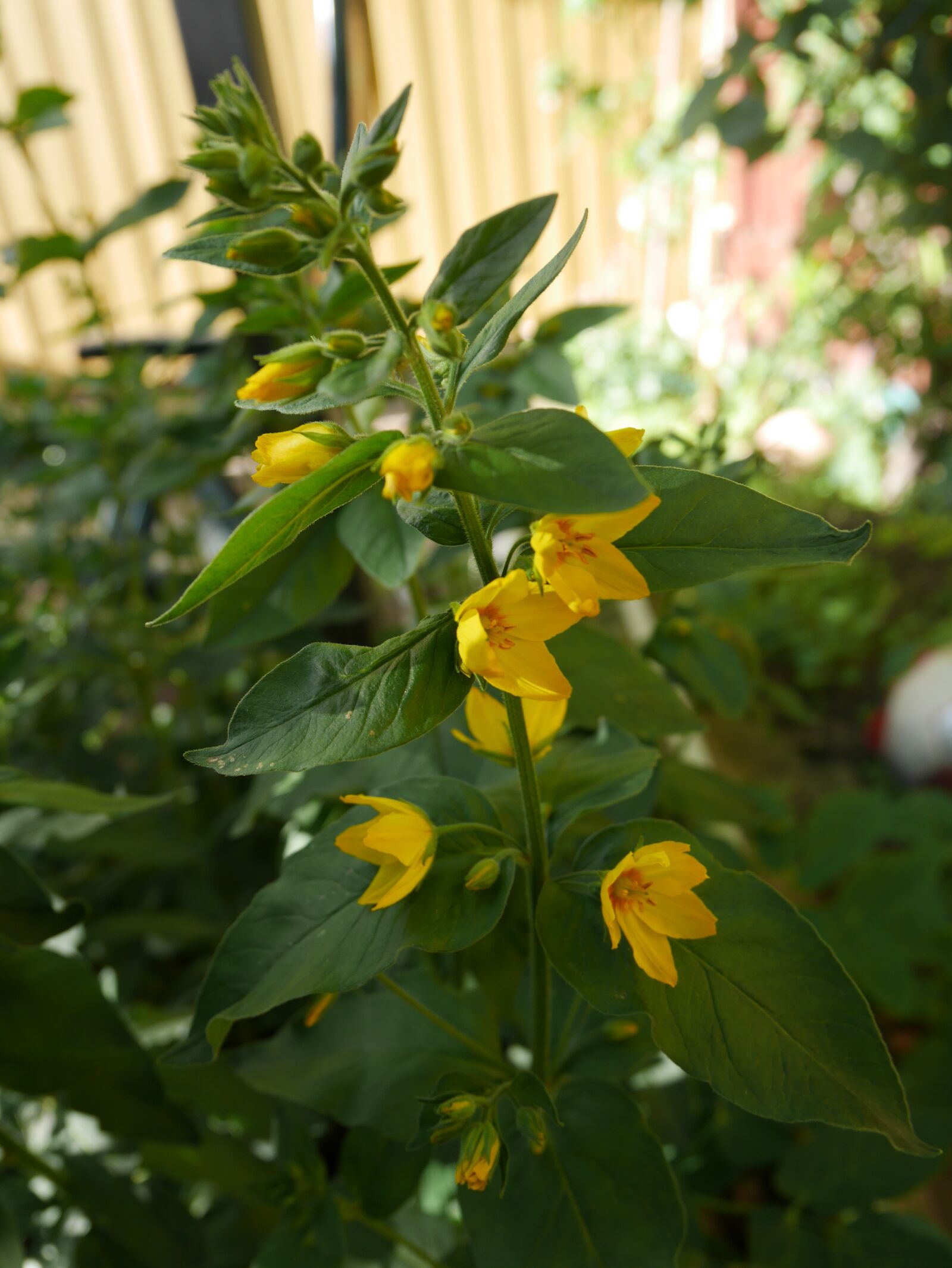 Panasonic Lumix DMC-GF7 sample photo. Yellow flower, flower, blossom photography