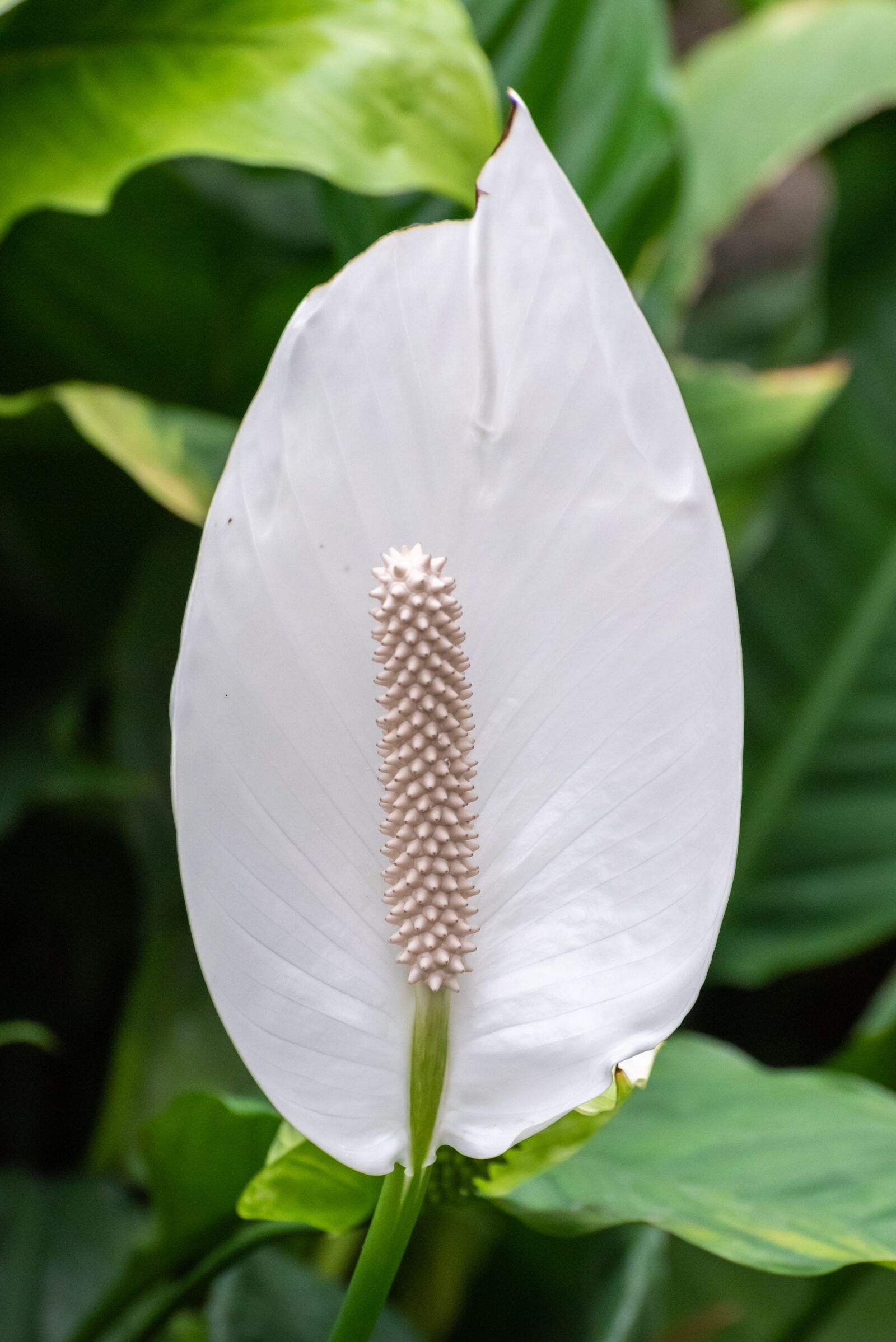 Nikon D750 sample photo. Peace lily, flower, spathiphyllum photography
