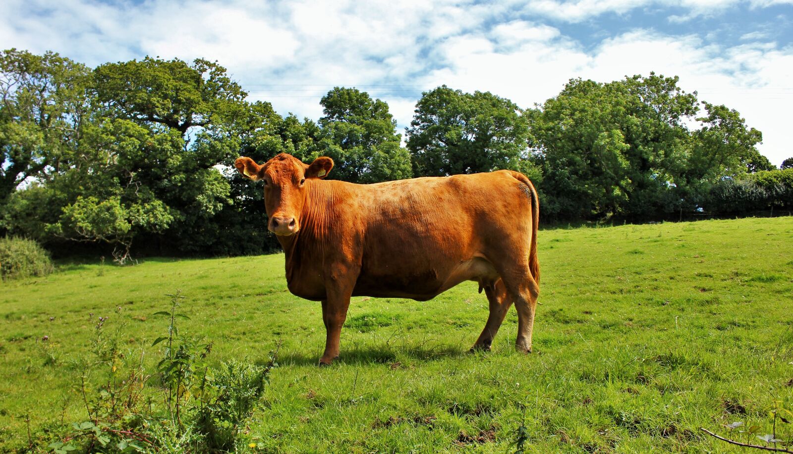 Canon EOS 600D (Rebel EOS T3i / EOS Kiss X5) sample photo. Cow, nature, field photography