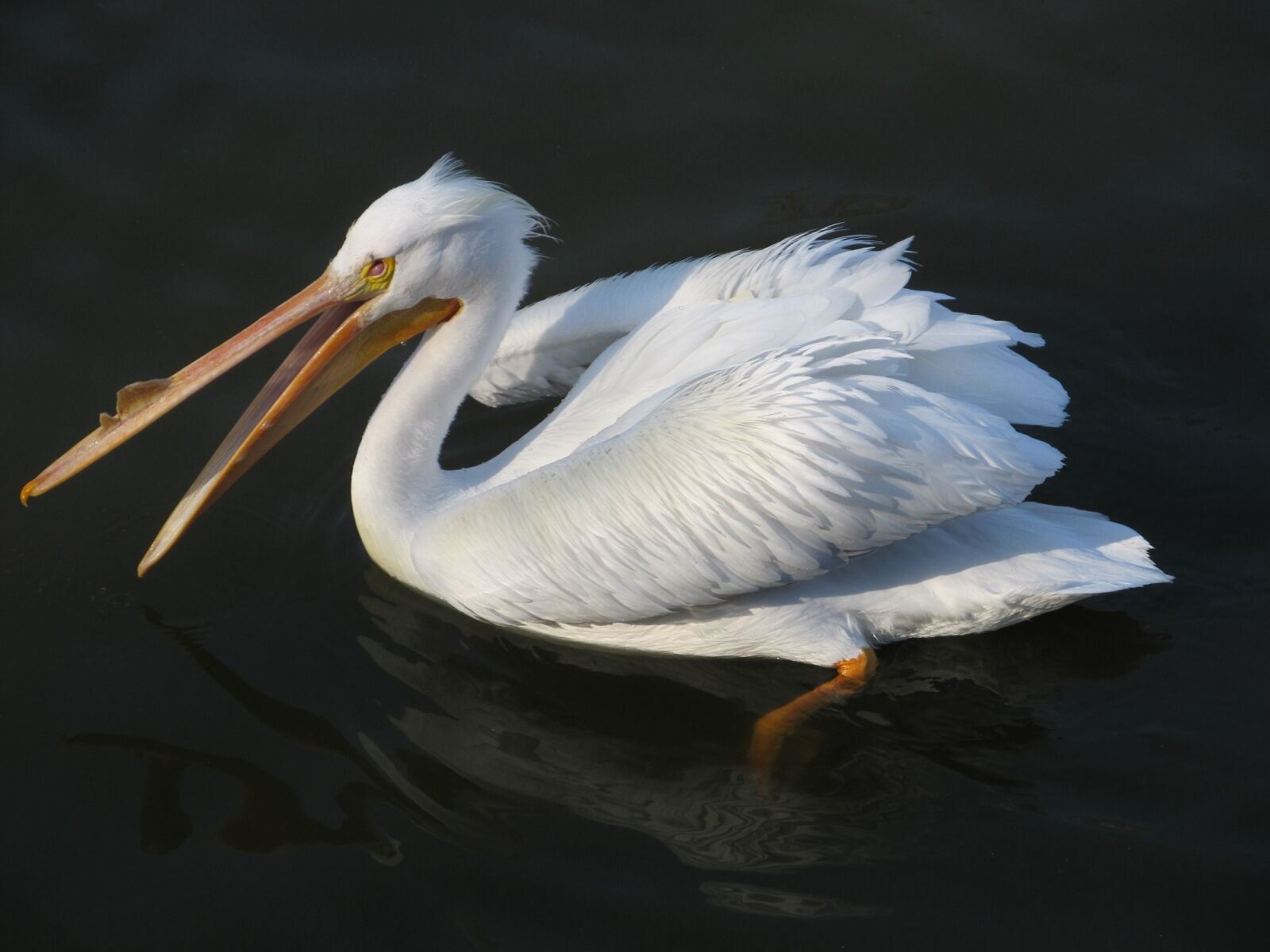 Canon PowerShot SX130 IS sample photo. Pelican, bird, wildlife photography