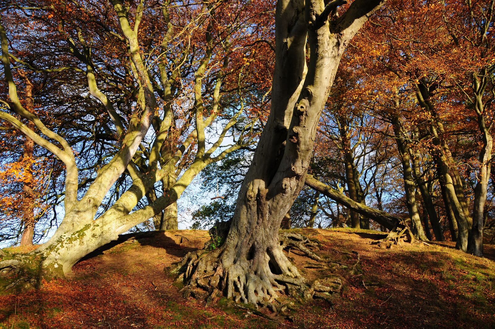 Nikon D300 sample photo. Tree, forest, sunlight photography