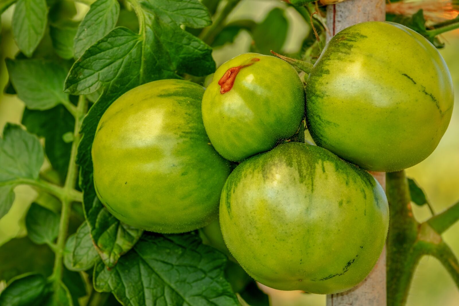 Fujifilm XF 55-200mm F3.5-4.8 R LM OIS sample photo. Tomatoes, bush, vegetables photography