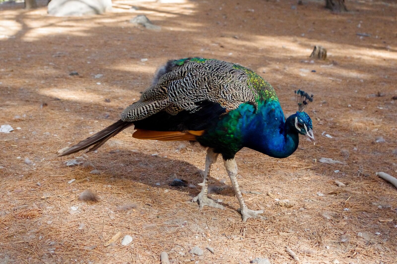 smc PENTAX-DA L 18-55mm F3.5-5.6 sample photo. Bird, animals, living nature photography
