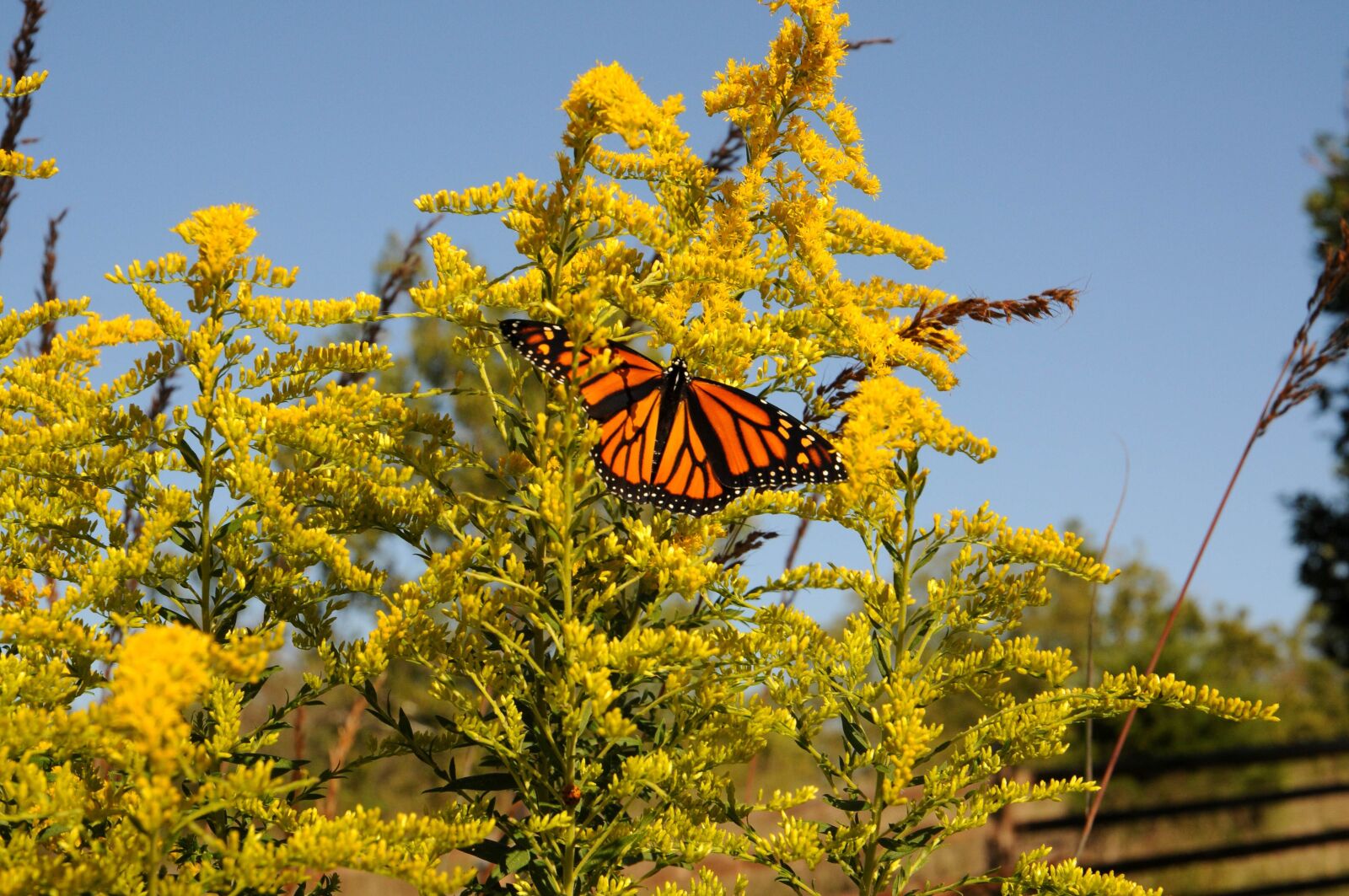 Nikon D300S sample photo. Shrub, plant, monarch, butterfly photography